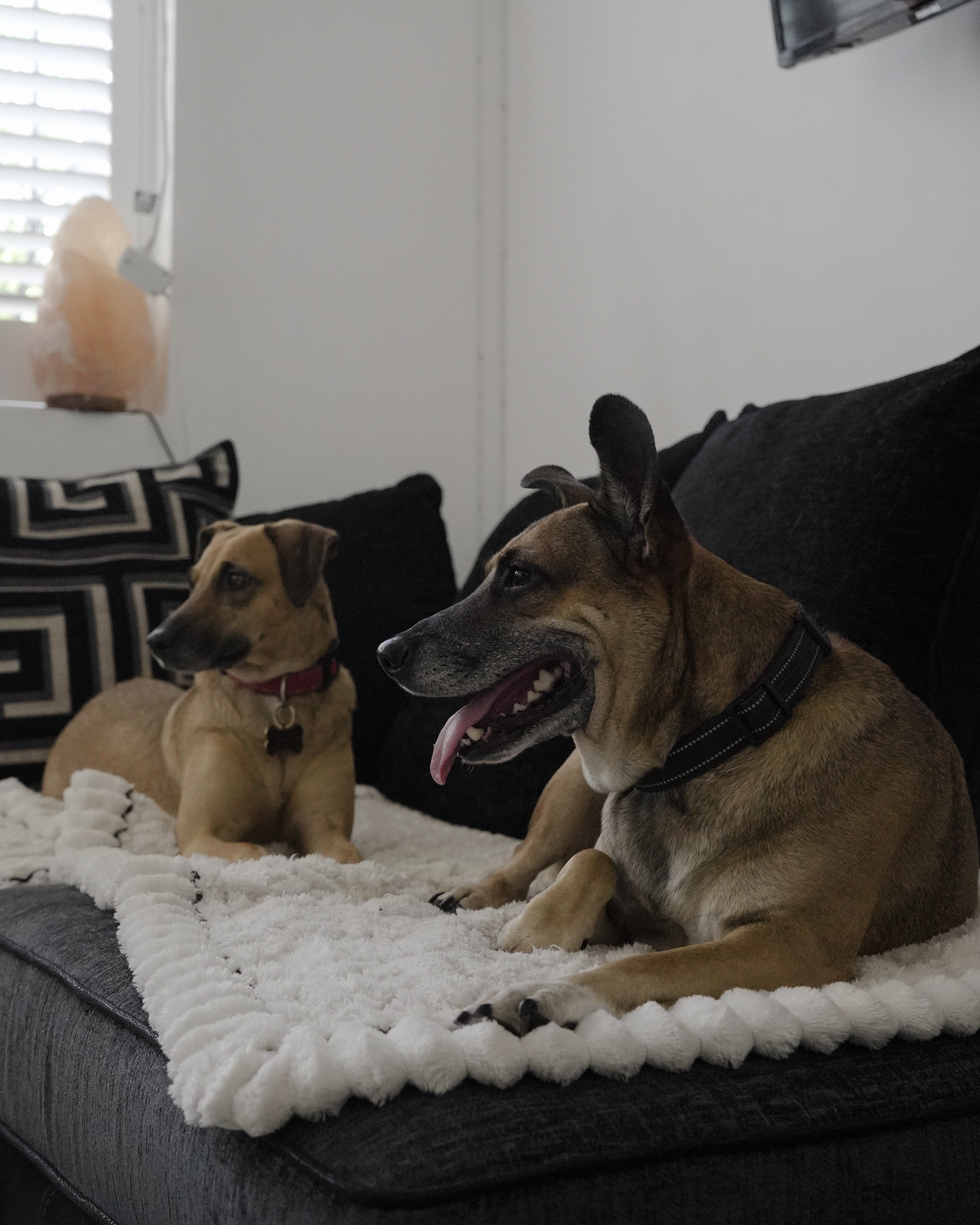 Help FurEver Hope feed & neuter Jamaica’s street dogs campaign photo, 2 of 4