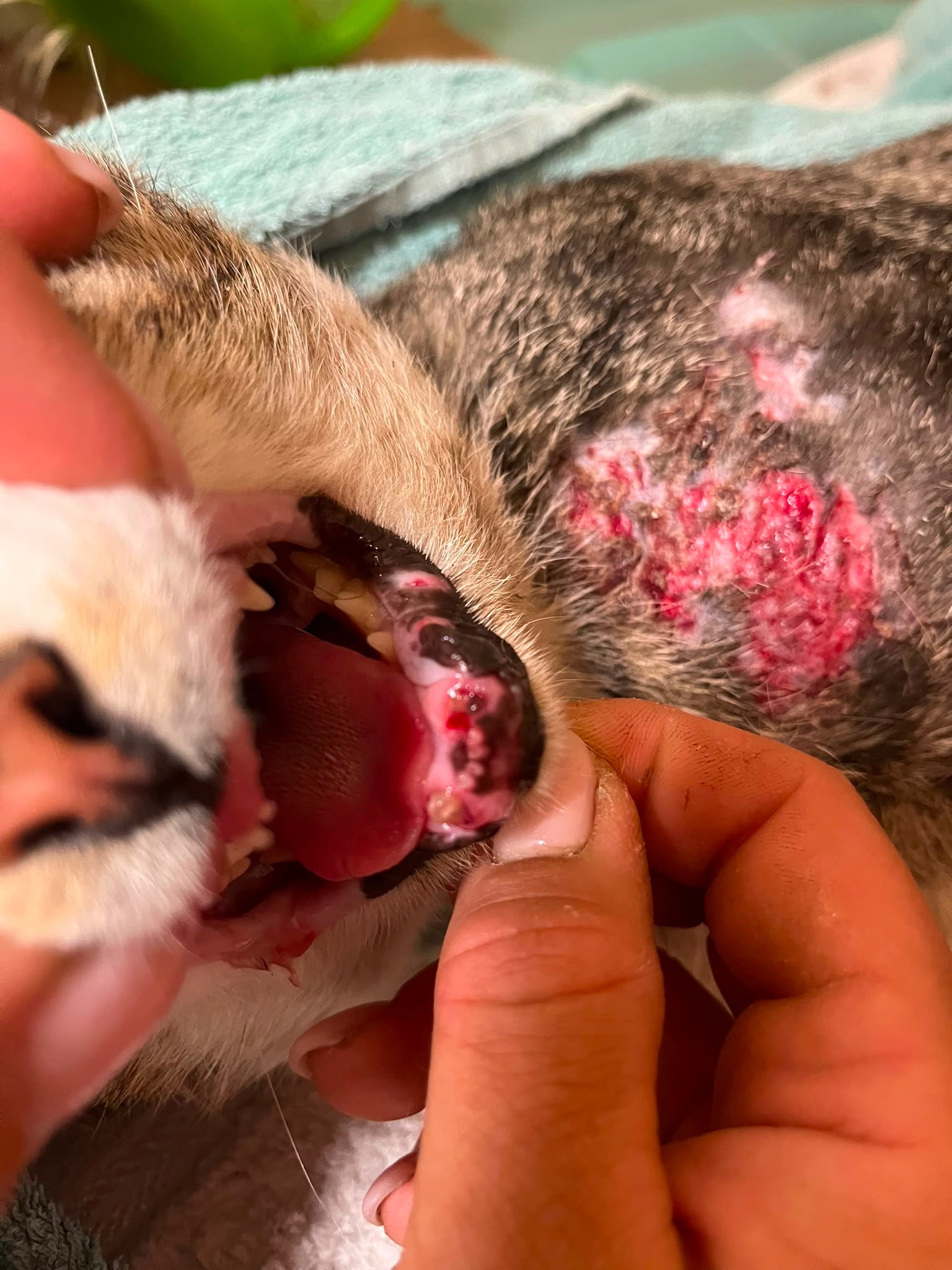Tierrettung Lindhorst – Gemeinsam für Tiere in Not campaign photo, 6 of 7
