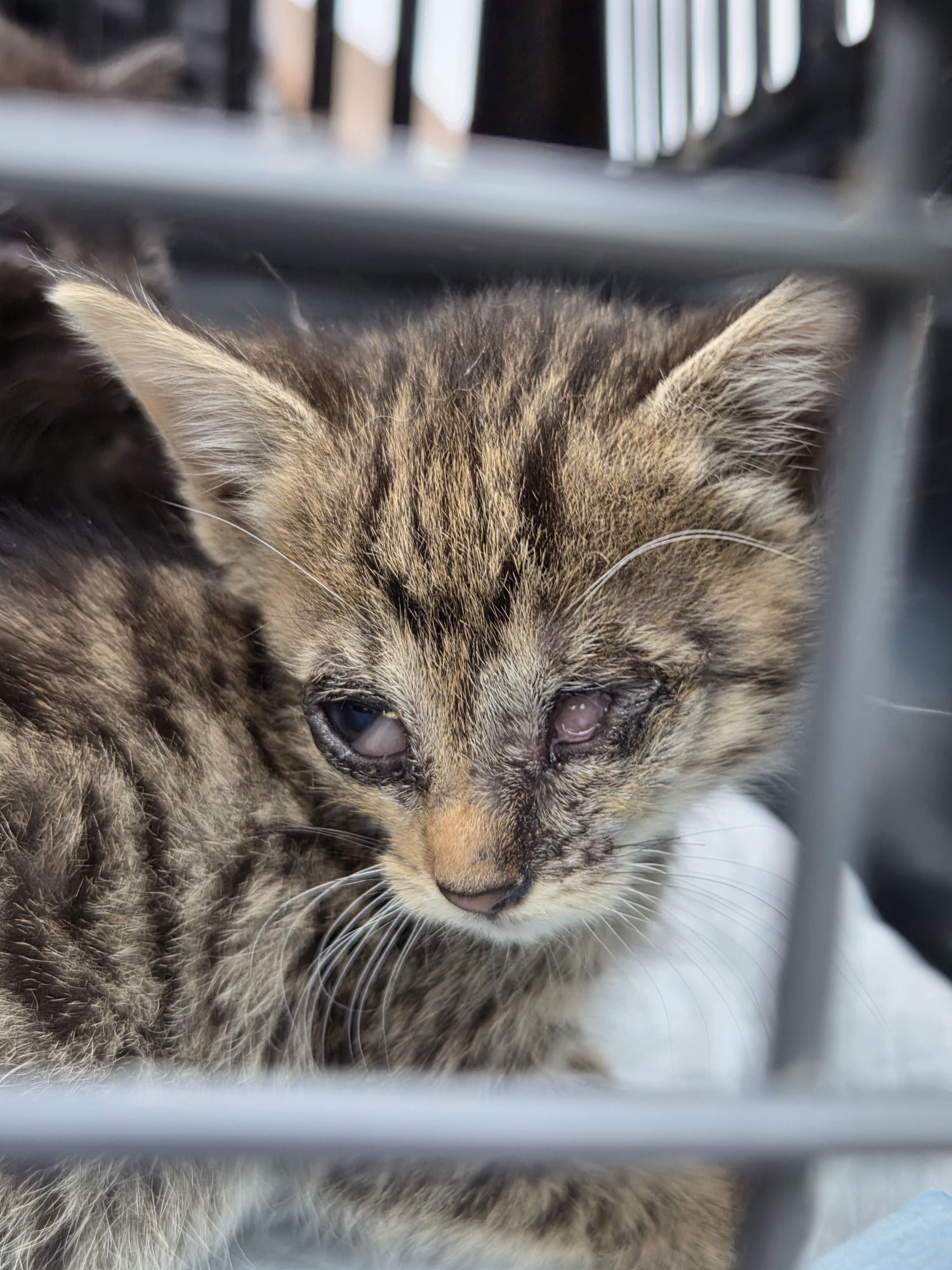 Tierrettung Lindhorst – Gemeinsam für Tiere in Not campaign photo, 5 of 7