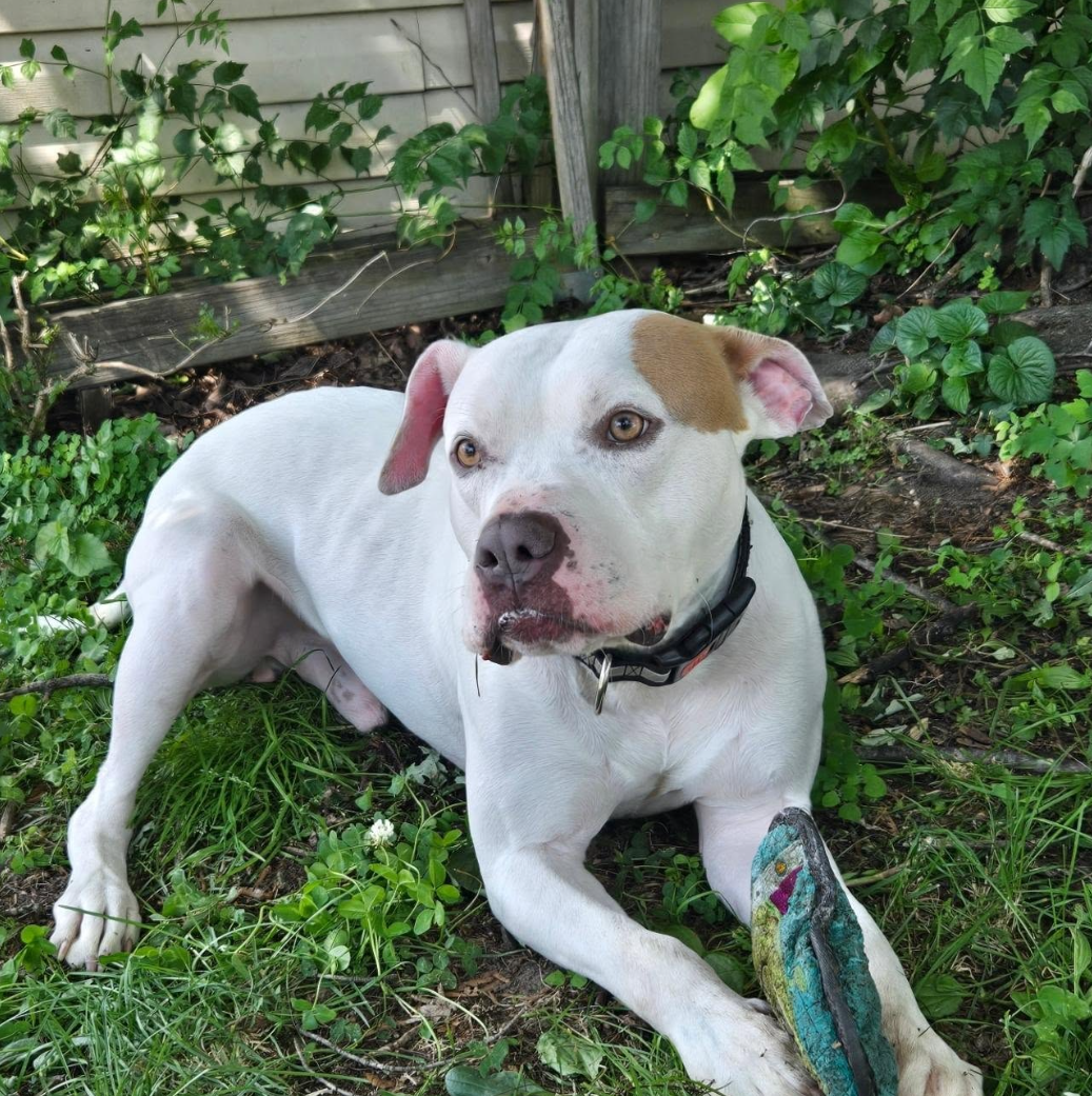 Help Blaze Find His Forever Home campaign photo, 2 of 8