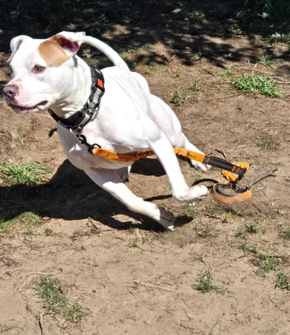 Help Blaze Find His Forever Home campaign photo, 7 of 8