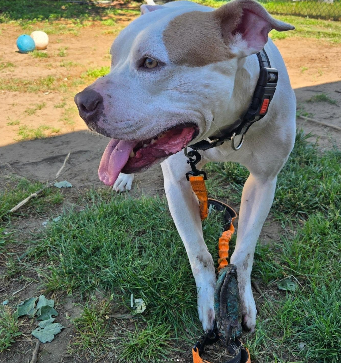 Help Blaze Find His Forever Home campaign photo, 4 of 8
