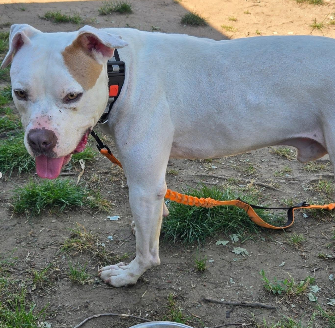Help Blaze Find His Forever Home campaign photo, 5 of 8