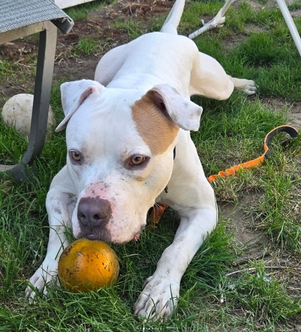 Help Blaze Find His Forever Home campaign photo, 6 of 8