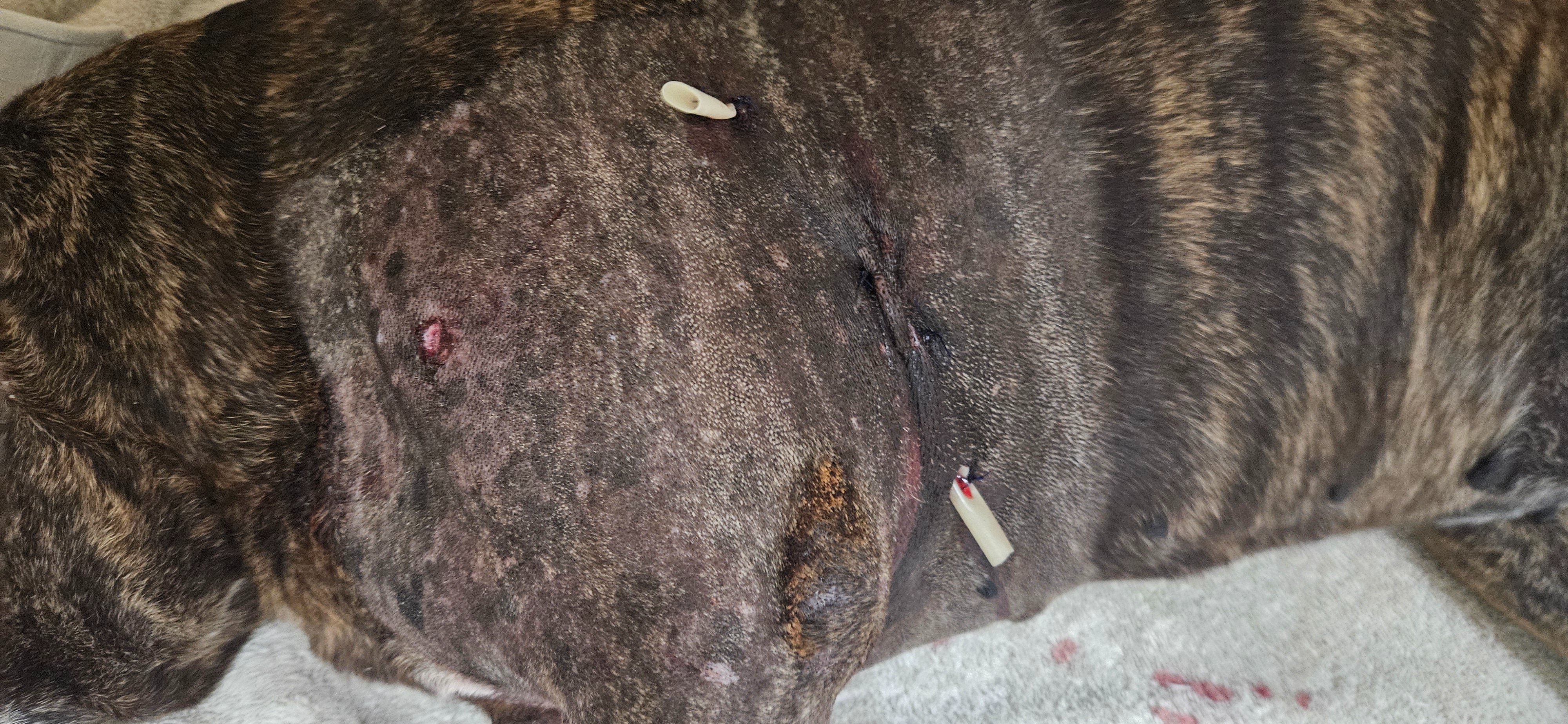 Minnie's Road to Recovery campaign photo, 4 of 5