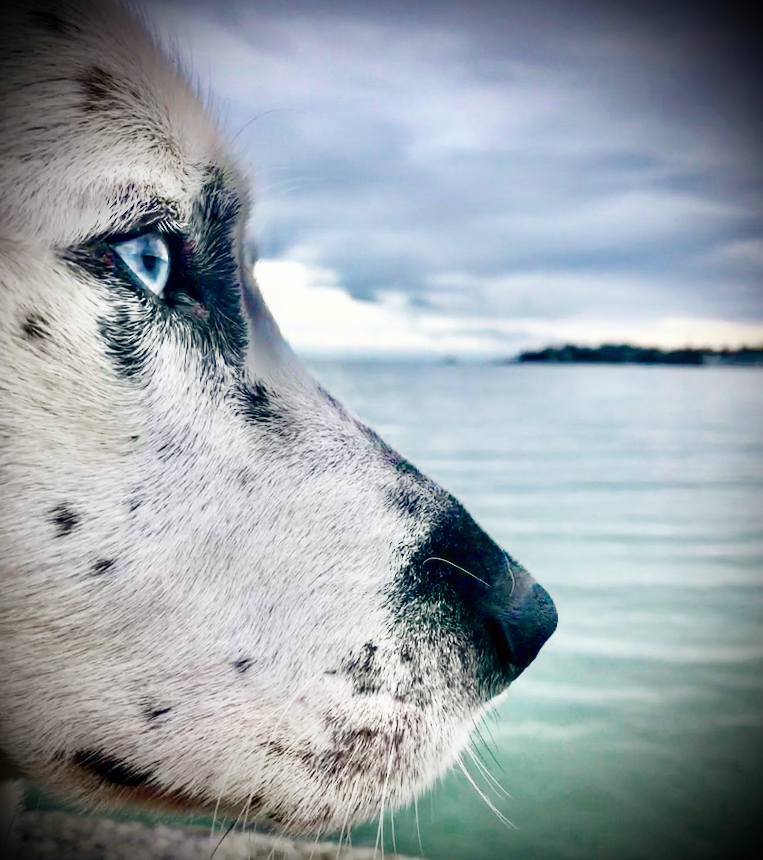 From Blindness to Bright Days: Help Tavi See Again campaign photo, 2 of 7