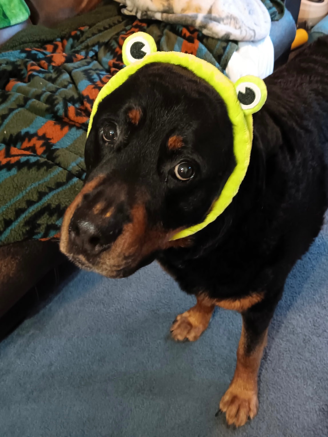 Foto della campagna Help Save Hemi’s Life with Urgent Surgery, 7 di 8