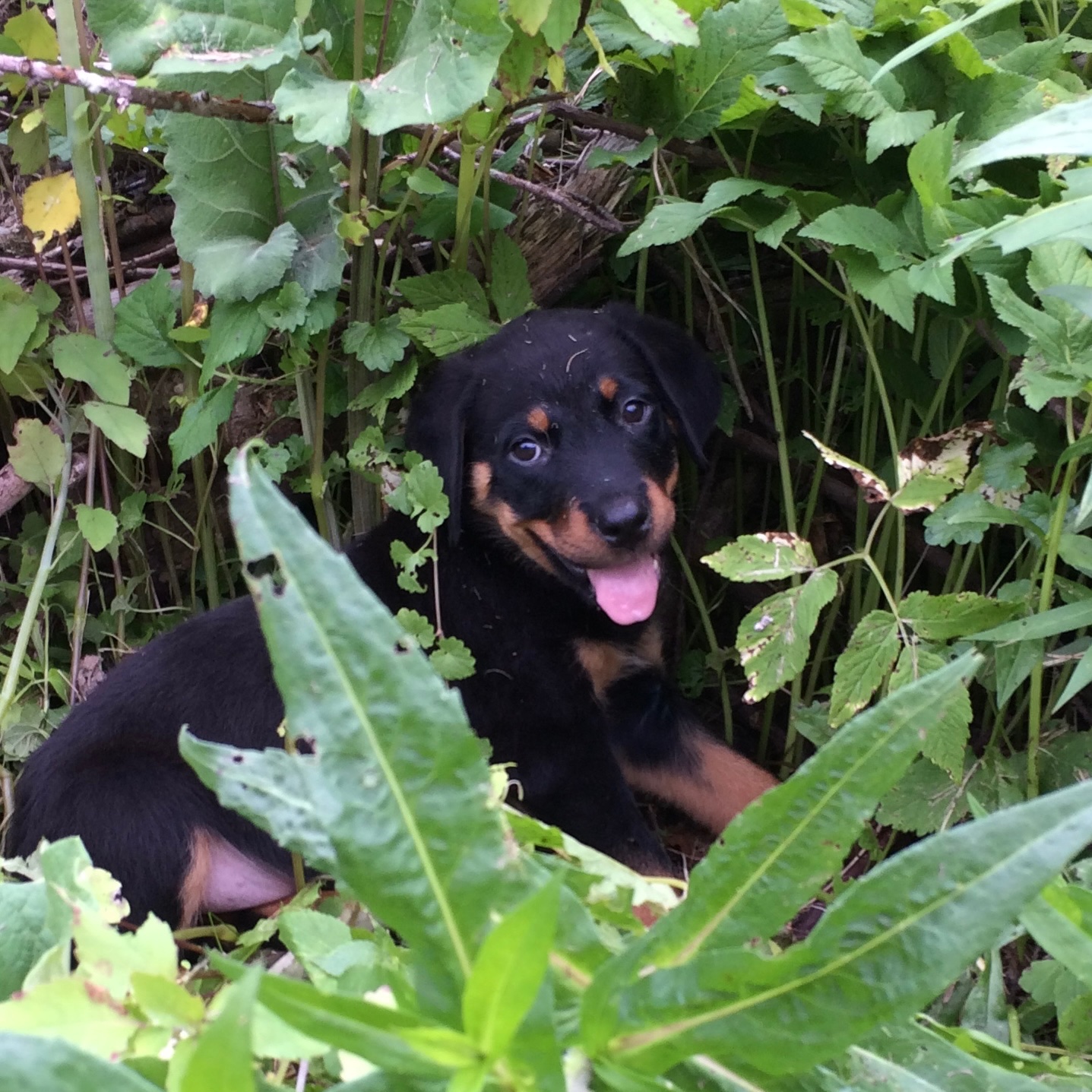 Foto della campagna Help Save Hemi’s Life with Urgent Surgery, 5 di 8