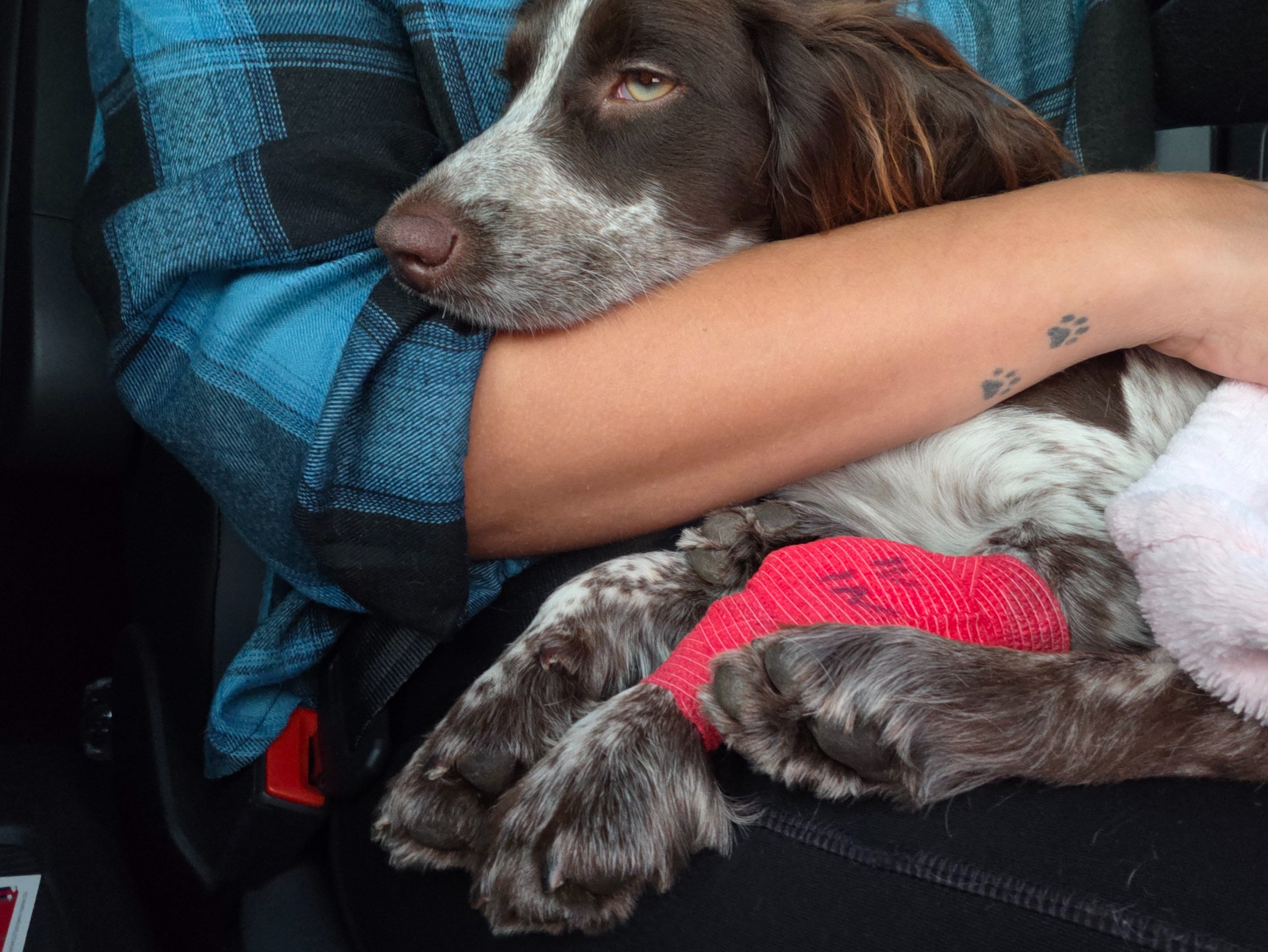 Please Help Us Save Taylor, Our 7-Month-Old Cocker campaign photo, 5 of 6