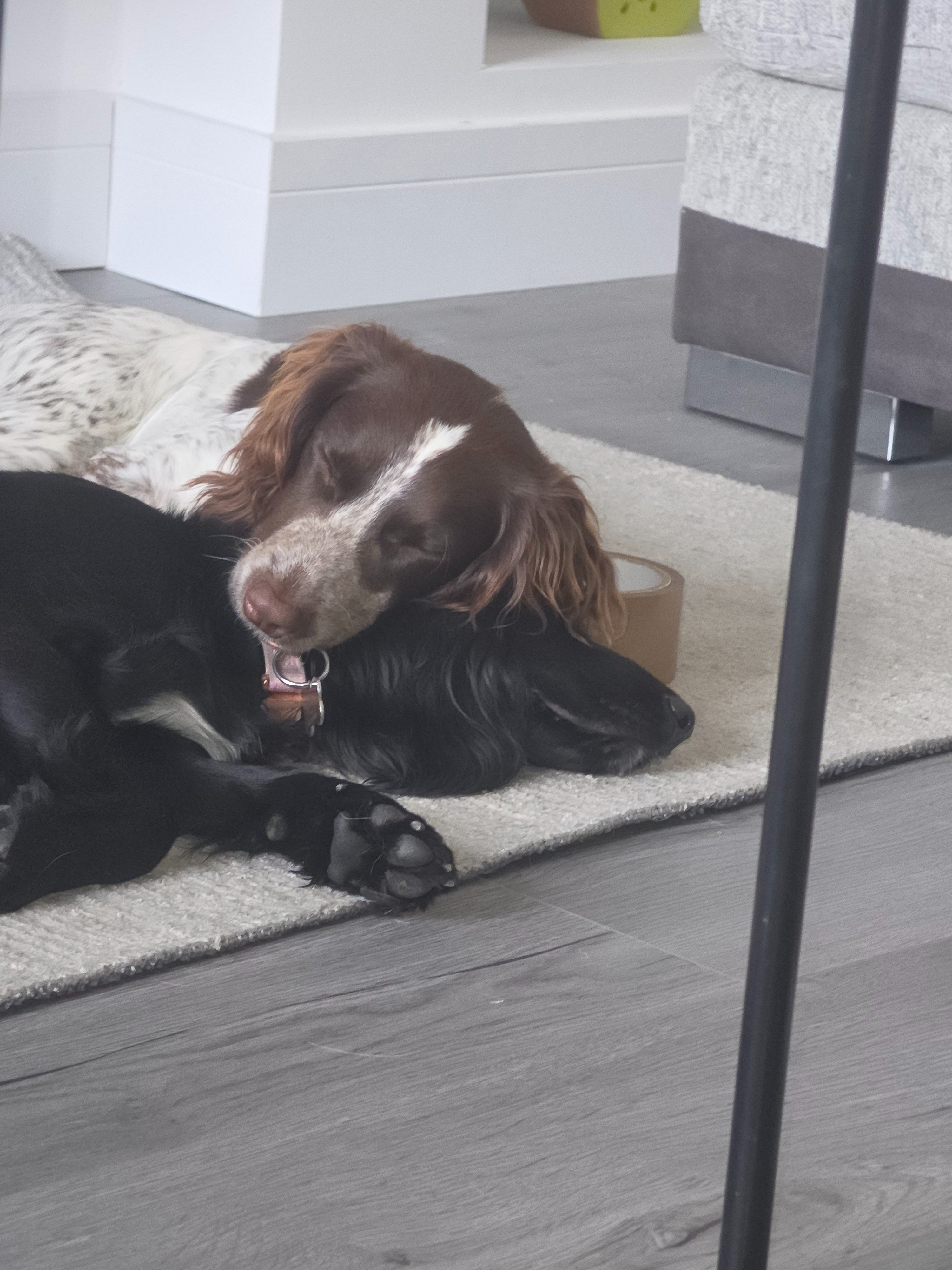 Please Help Us Save Taylor, Our 7-Month-Old Cocker campaign photo, 4 of 6