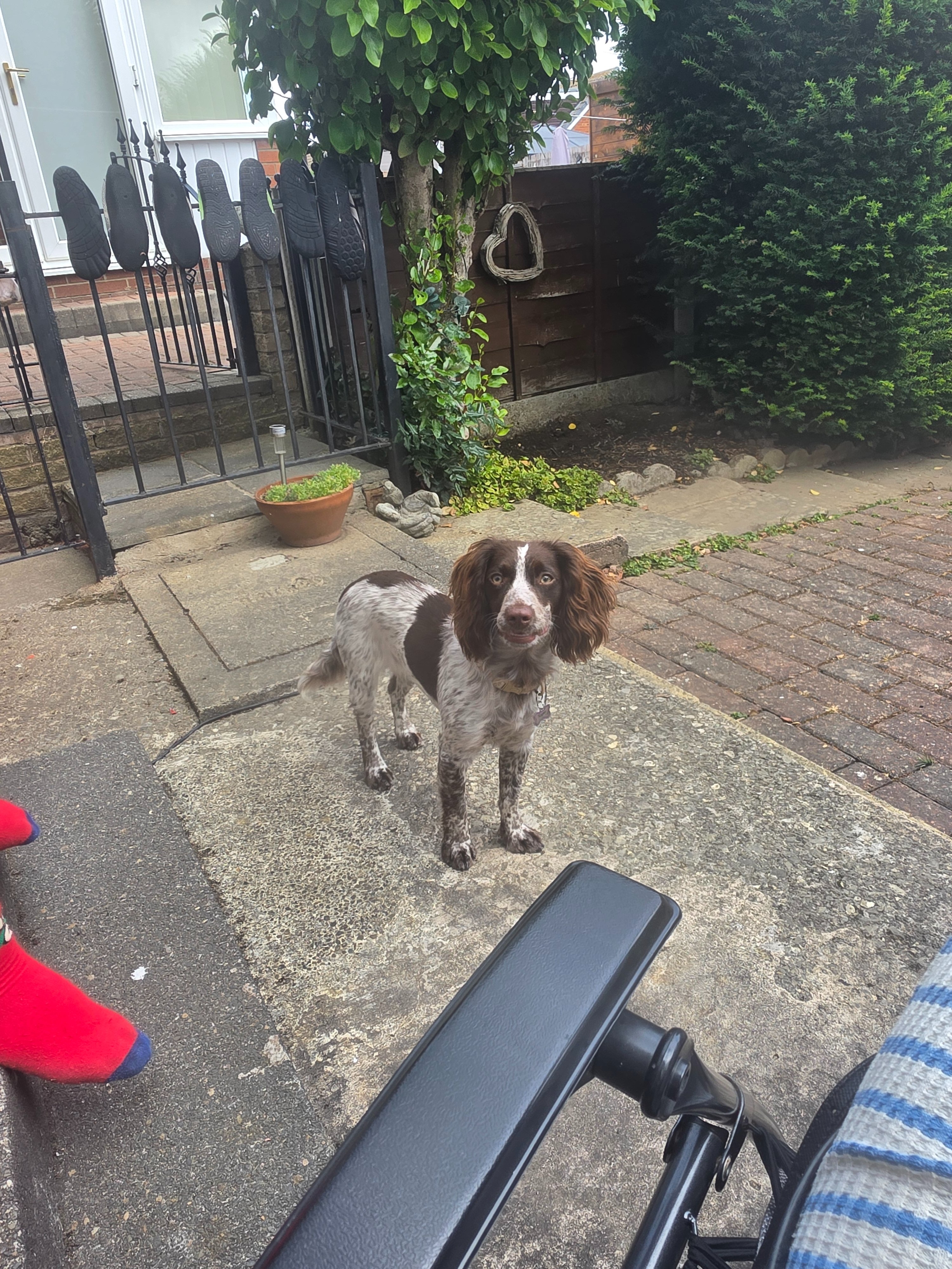 Please Help Us Save Taylor, Our 7-Month-Old Cocker campaign photo, 2 of 6