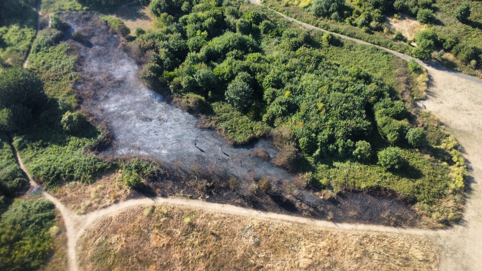 Dane Valley Woods: Project Recovery & Resilience campaign photo, 2 of 4