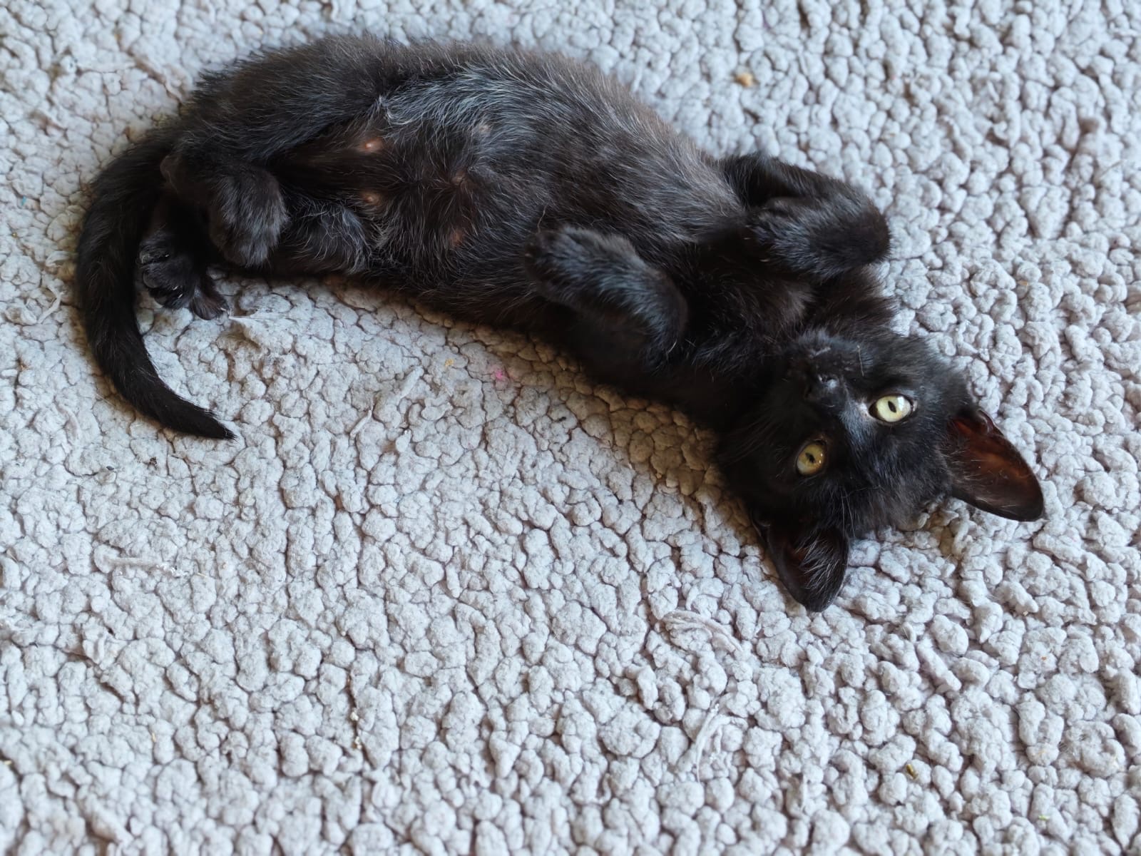 Kampagnen-Foto für Gemeinsam für Streunerkatzen - Hilfe zur Vereinsgründung, 2 von 8