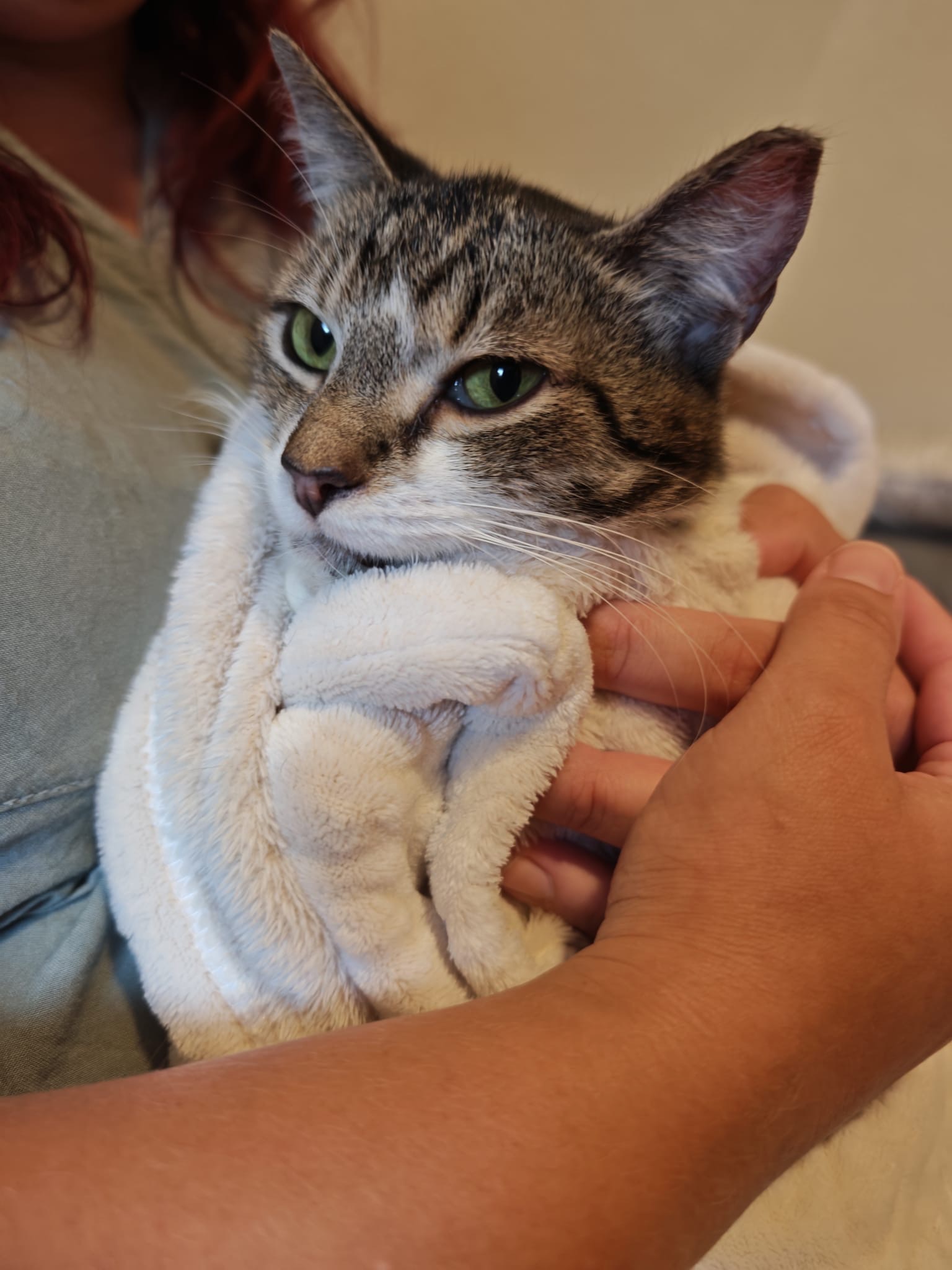 Kampagnen-Foto für Gemeinsam für Streunerkatzen - Hilfe zur Vereinsgründung, 7 von 8