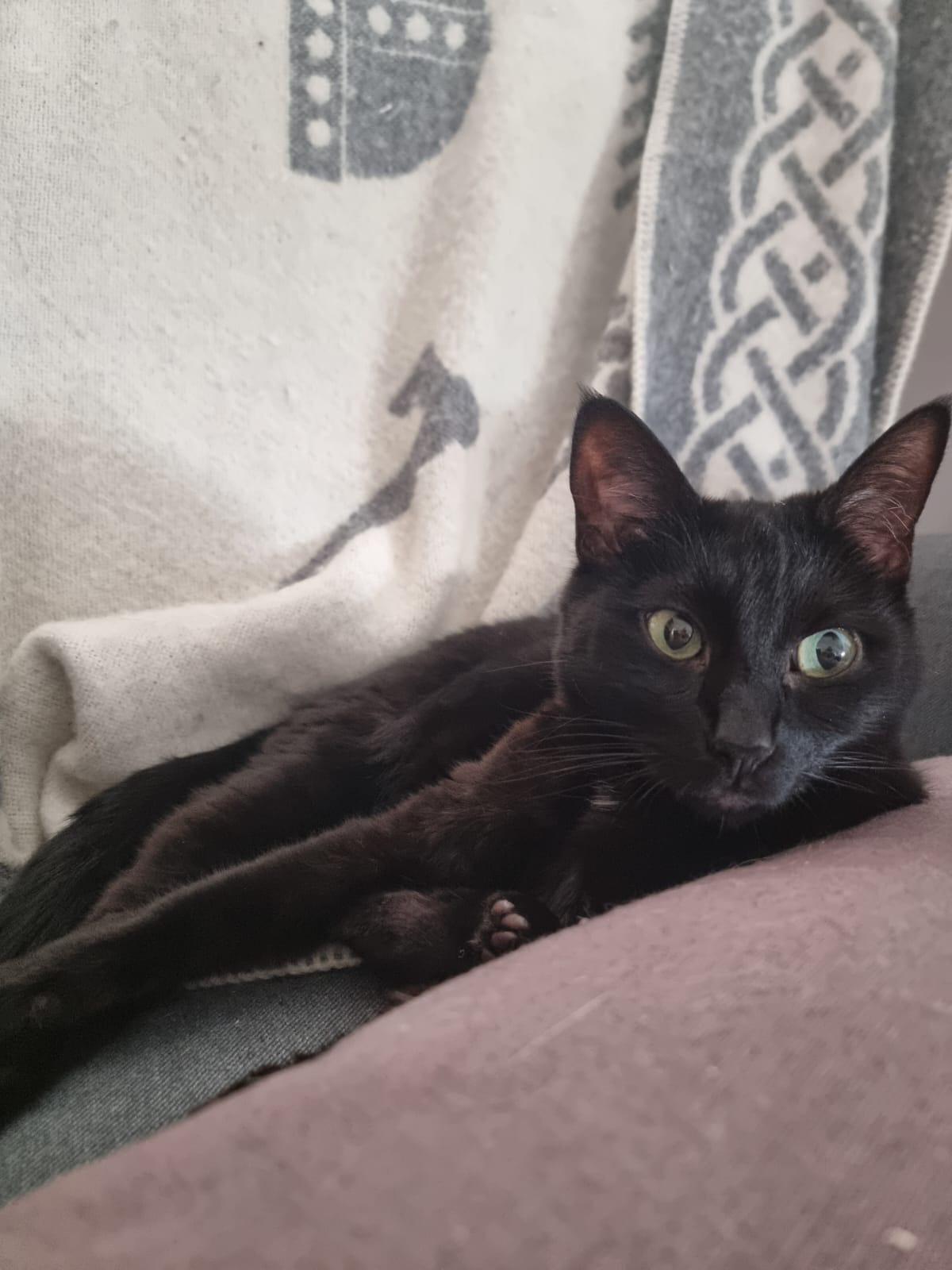 Kampagnen-Foto für Gemeinsam für Streunerkatzen - Hilfe zur Vereinsgründung, 4 von 8