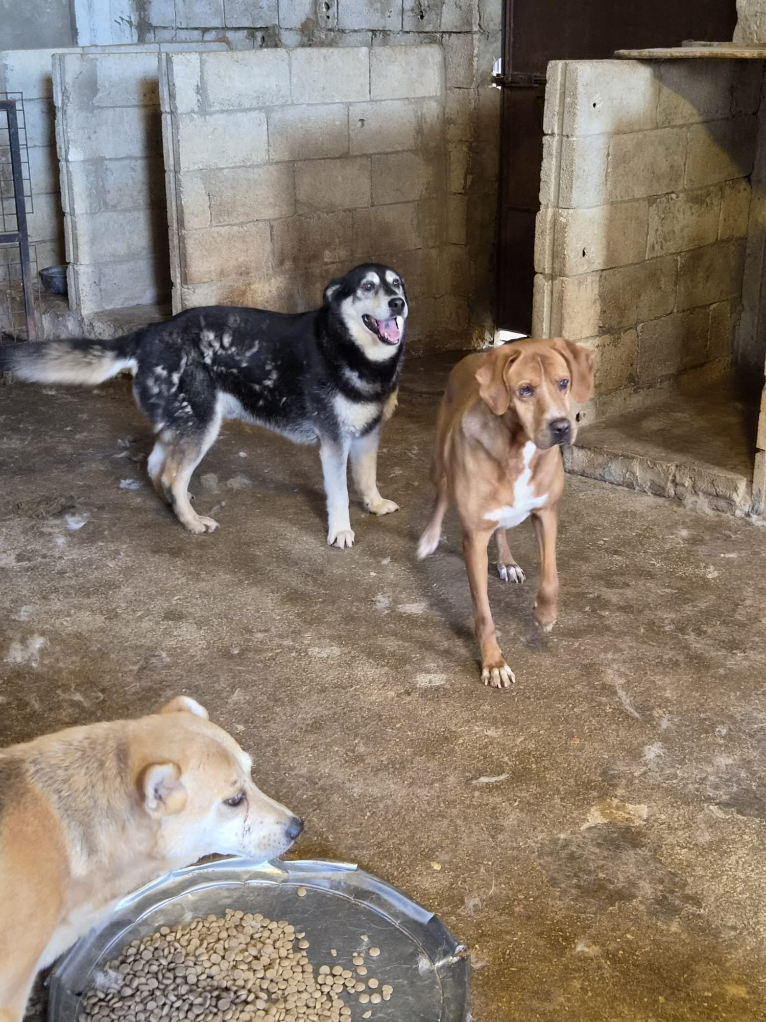 AIUTACI A SALVARE 25 CANI BISOGNOSI campaign photo, 7 of 8