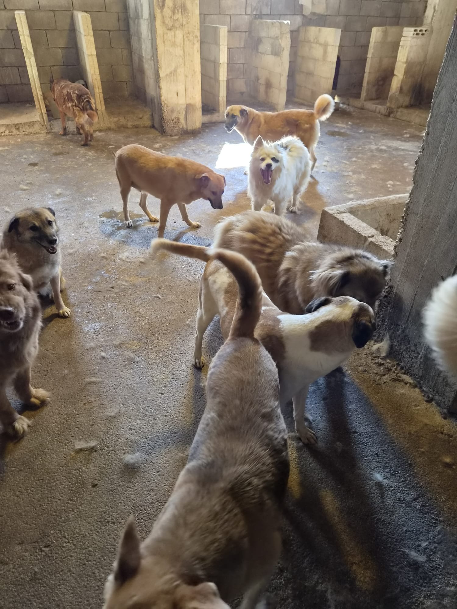 AIUTACI A SALVARE 25 CANI BISOGNOSI campaign photo, 2 of 8