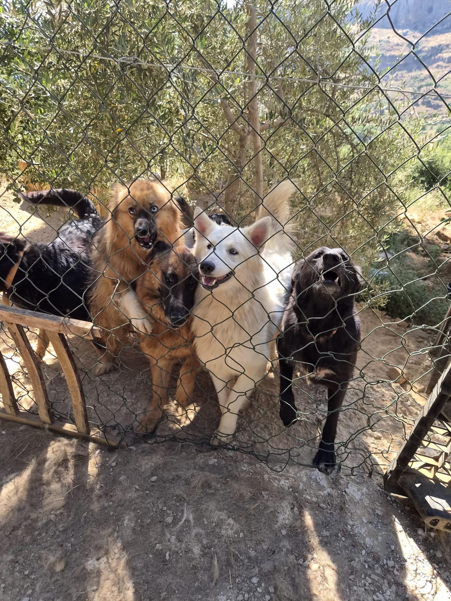 AIUTACI A SALVARE 25 CANI BISOGNOSI campaign photo, 4 of 8