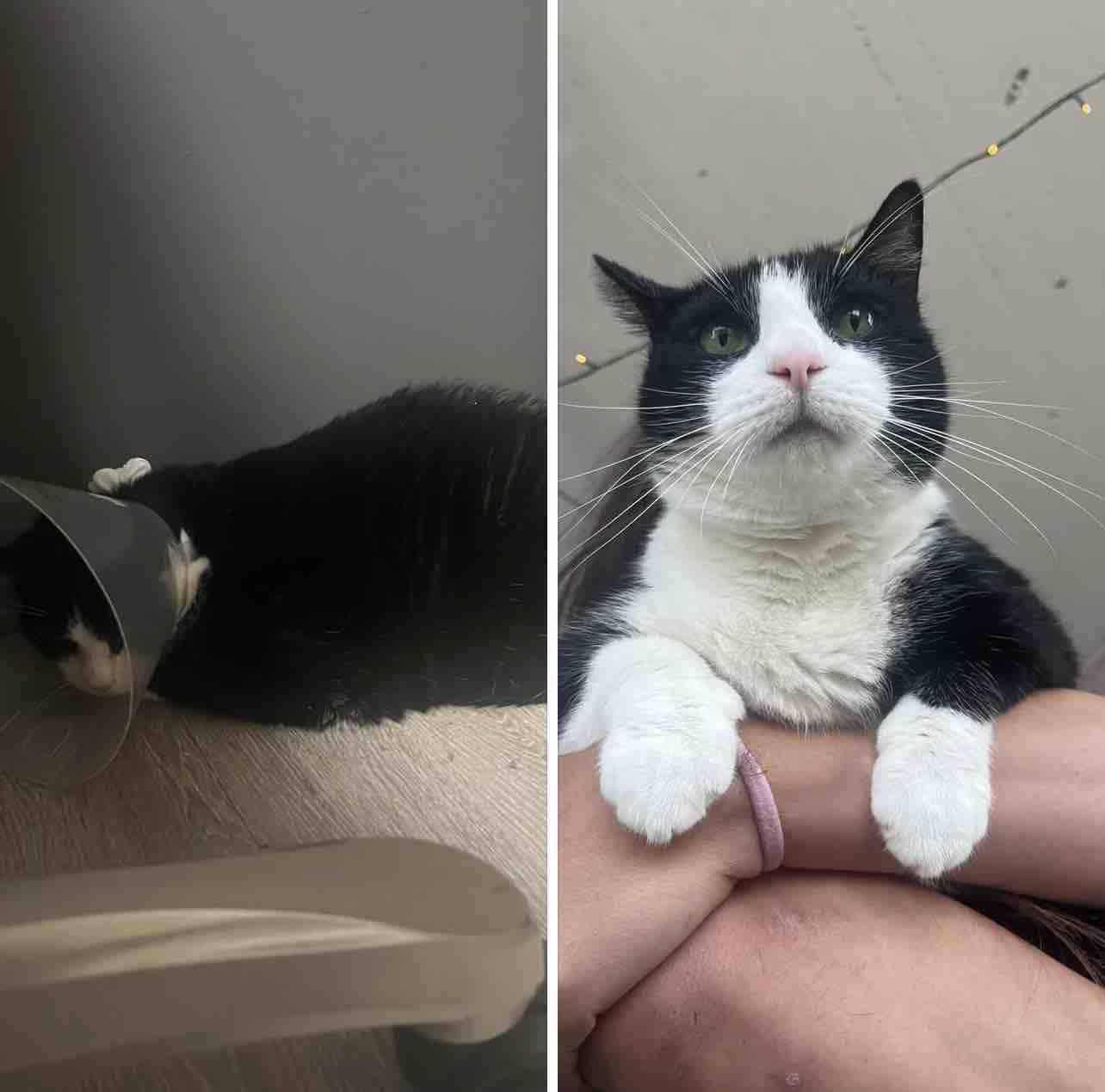 One last push for the kitty’s surgery ⬛ campaign photo, 10 of 12