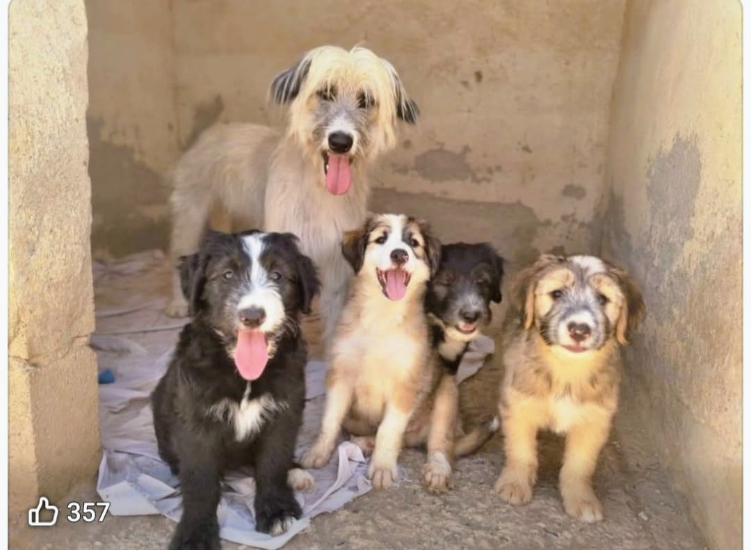 WALKING 800kms FOR PAWS ANIMAL SHELTER campaign photo, 6 of 10