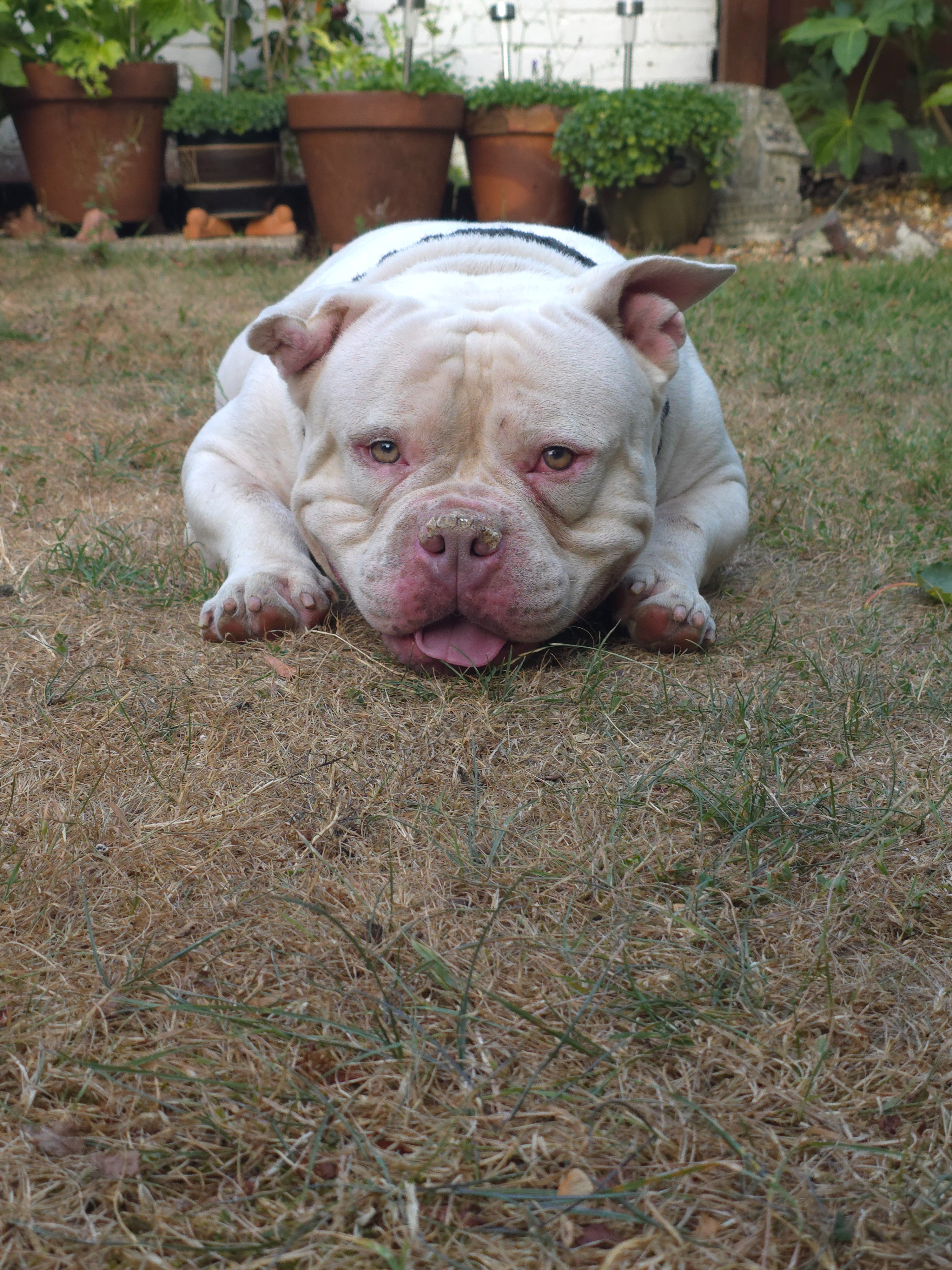 Help Give Victor the Second Chance He Deserves campaign photo, 7 of 8