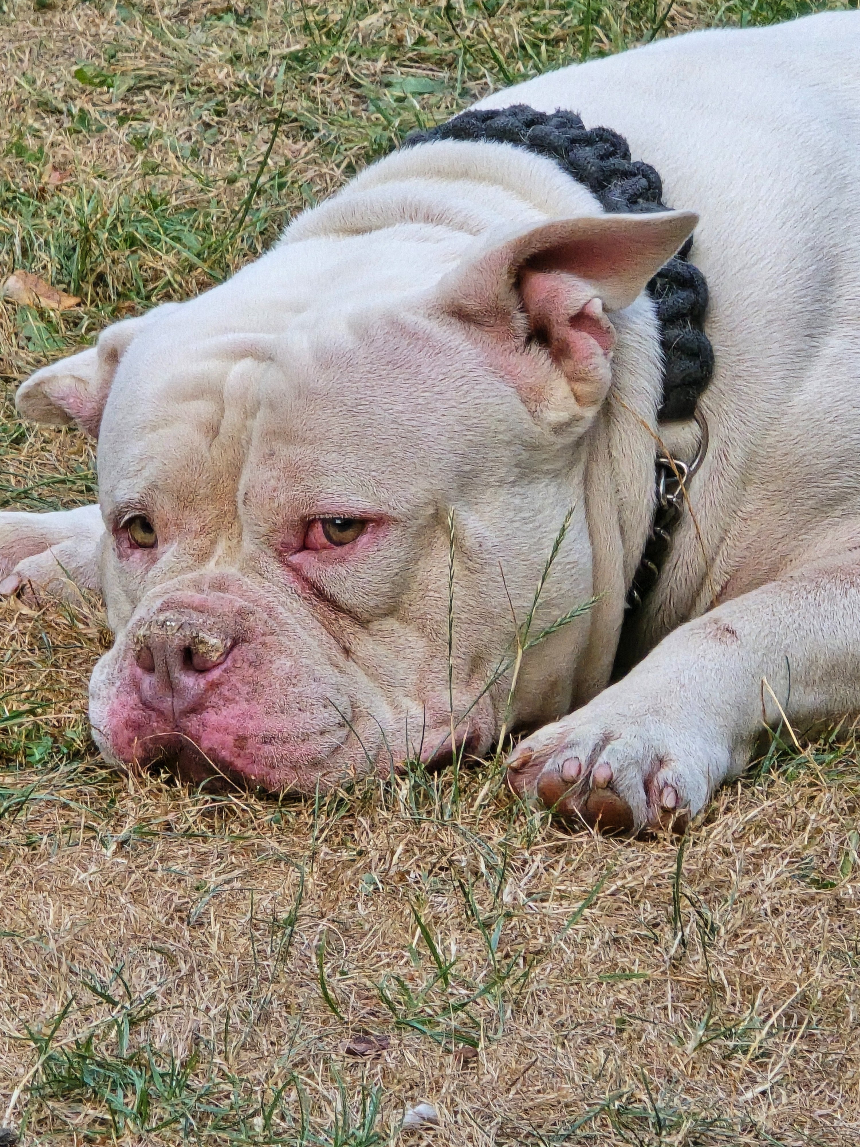Help Give Victor the Second Chance He Deserves campaign photo, 5 of 8