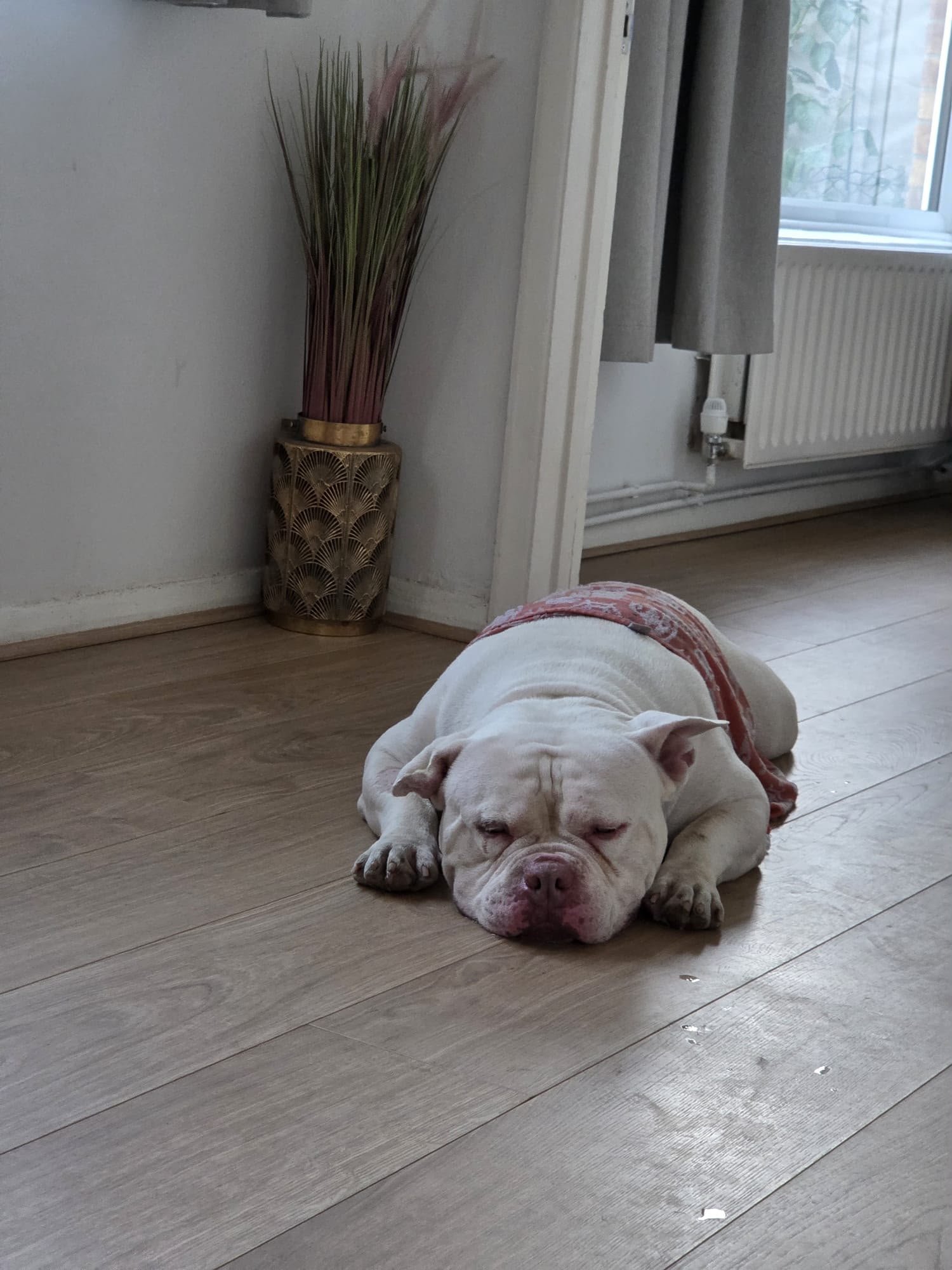 Help Give Victor the Second Chance He Deserves campaign photo, 6 of 8