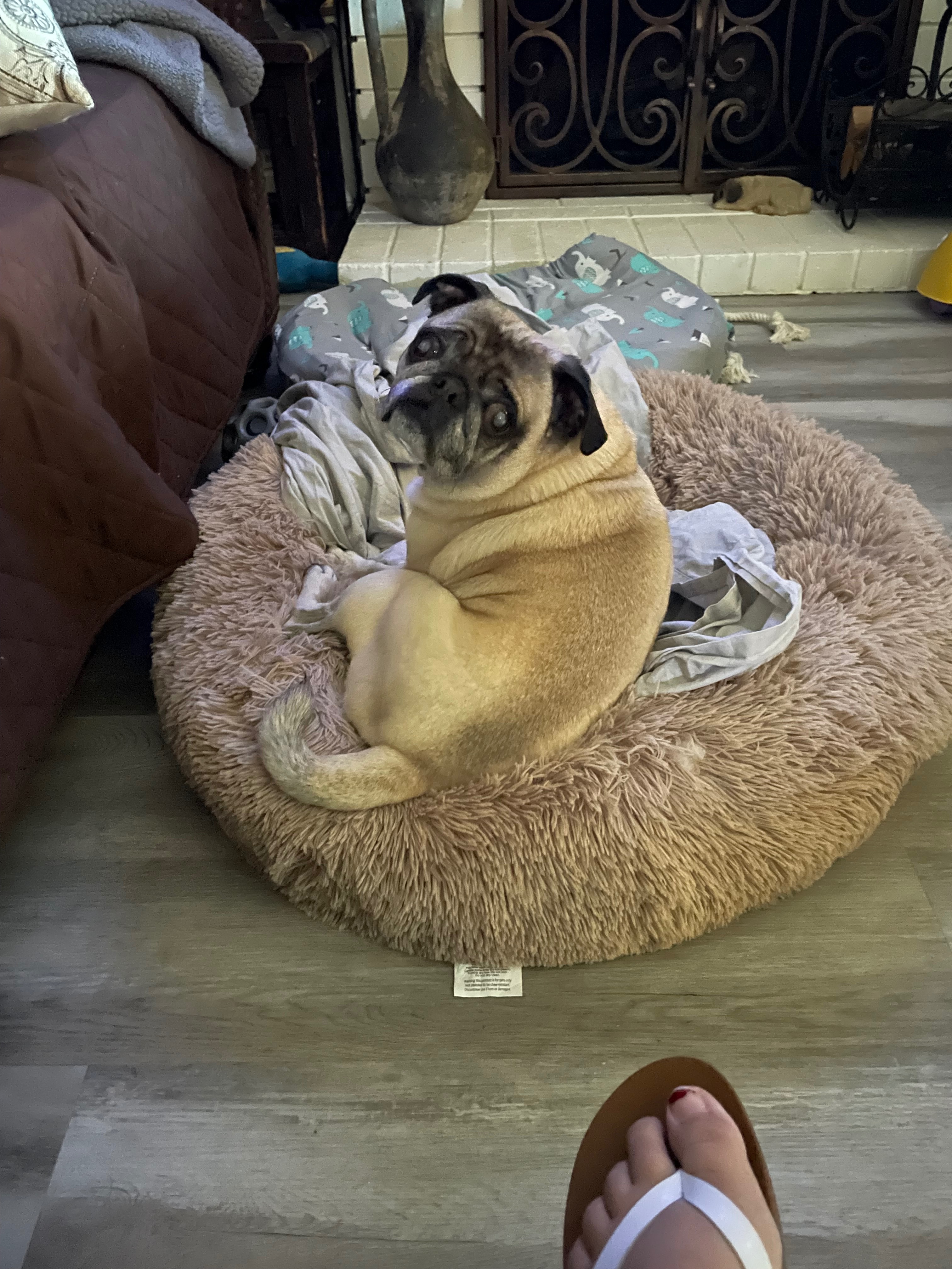 Support for Braswell's Beloved Pug's Surgery campaign photo, 7 of 8