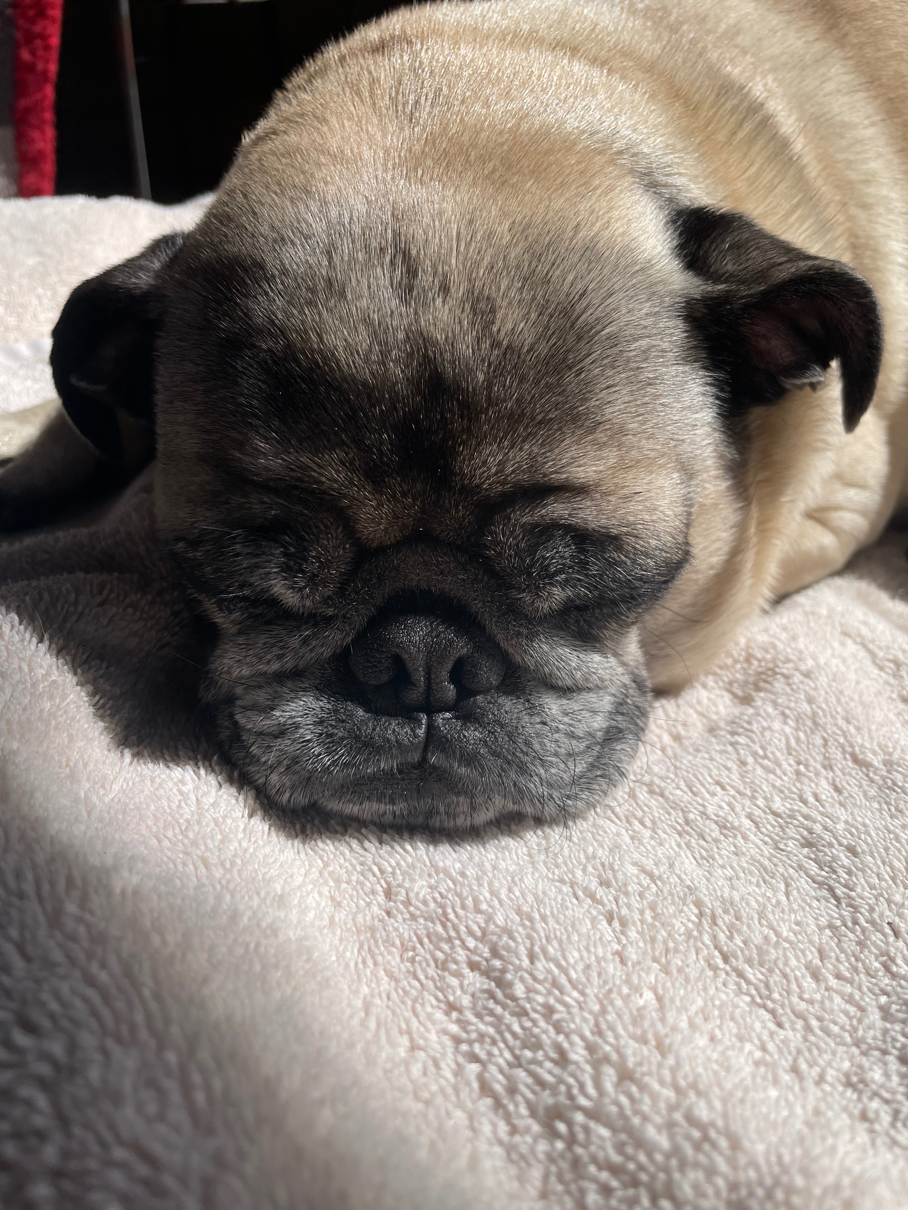 Support for Braswell's Beloved Pug's Surgery campaign photo, 2 of 8