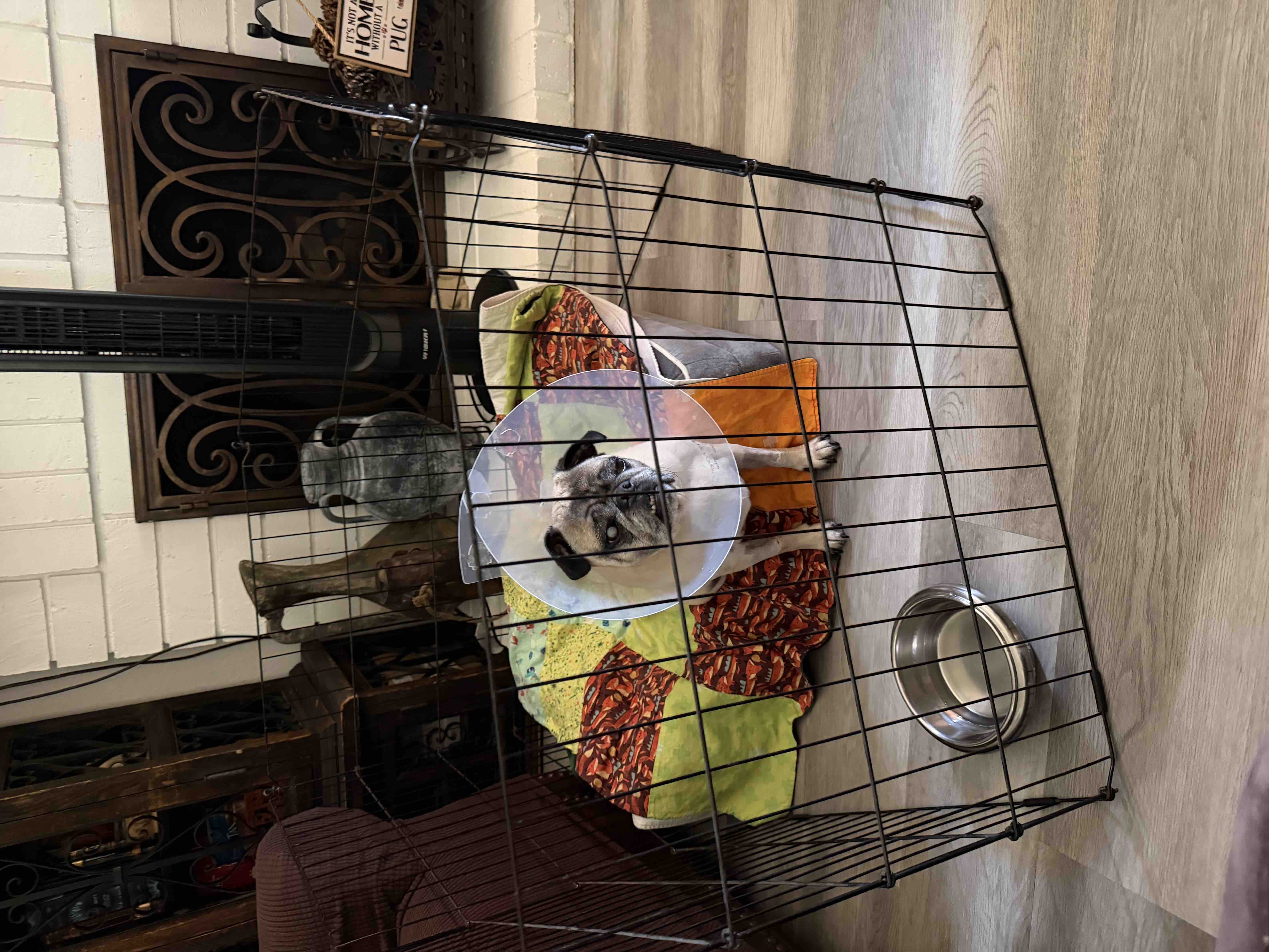 Support for Braswell's Beloved Pug's Surgery campaign photo, 6 of 8