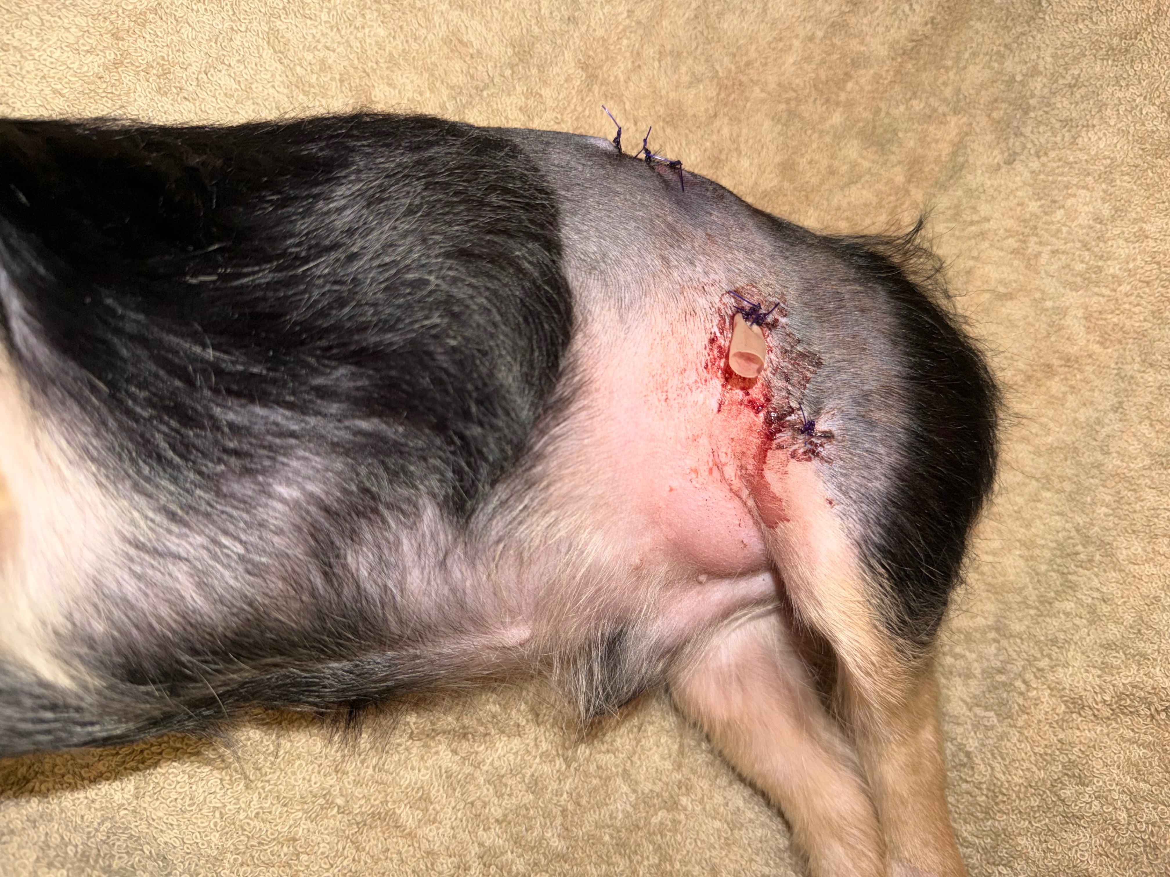 Help my Brother & our Yorkie recover after a pitbull attack campaign photo, 7 of 8