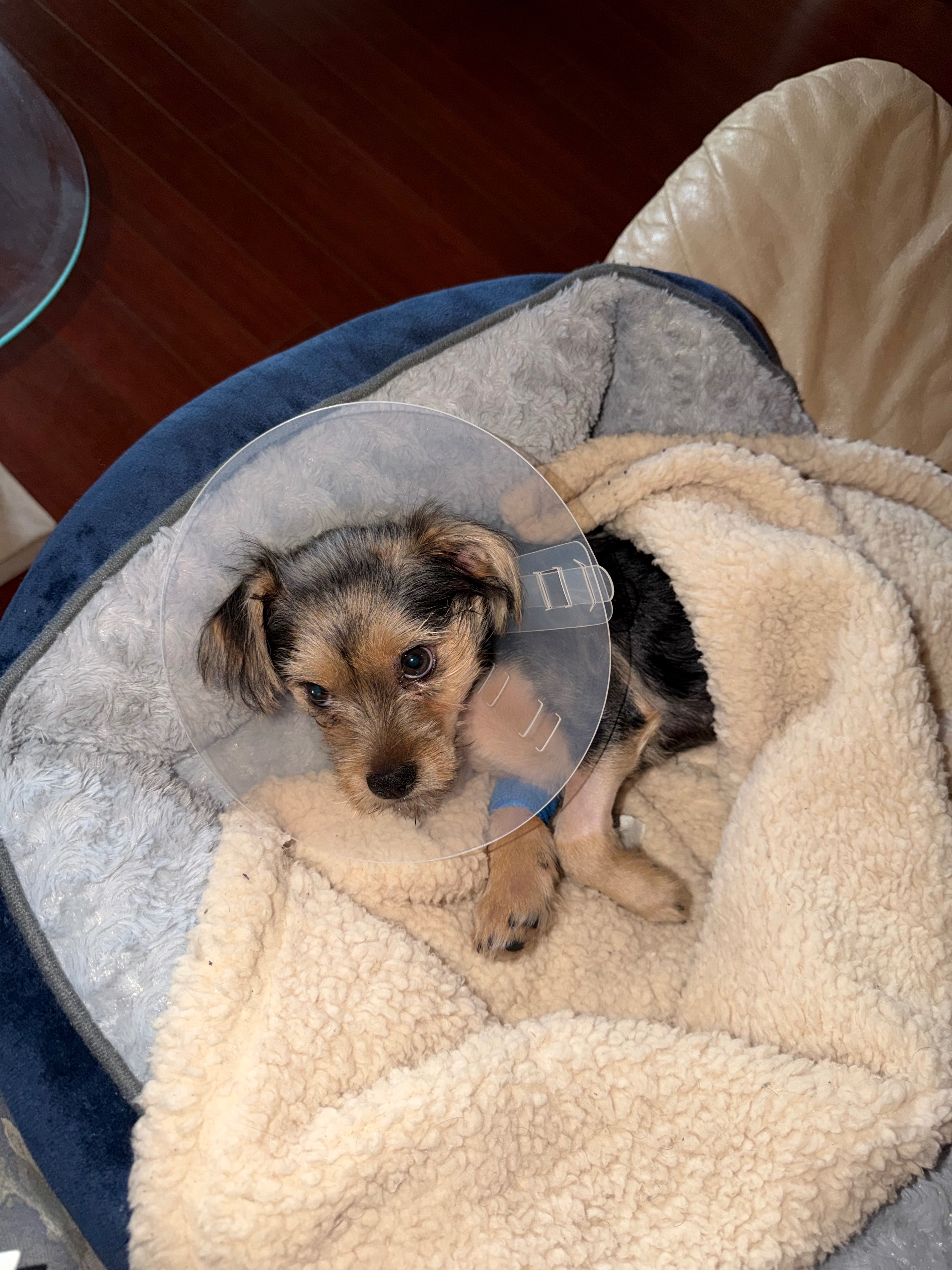 Help my Brother & our Yorkie recover after a pitbull attack campaign photo, 2 of 8