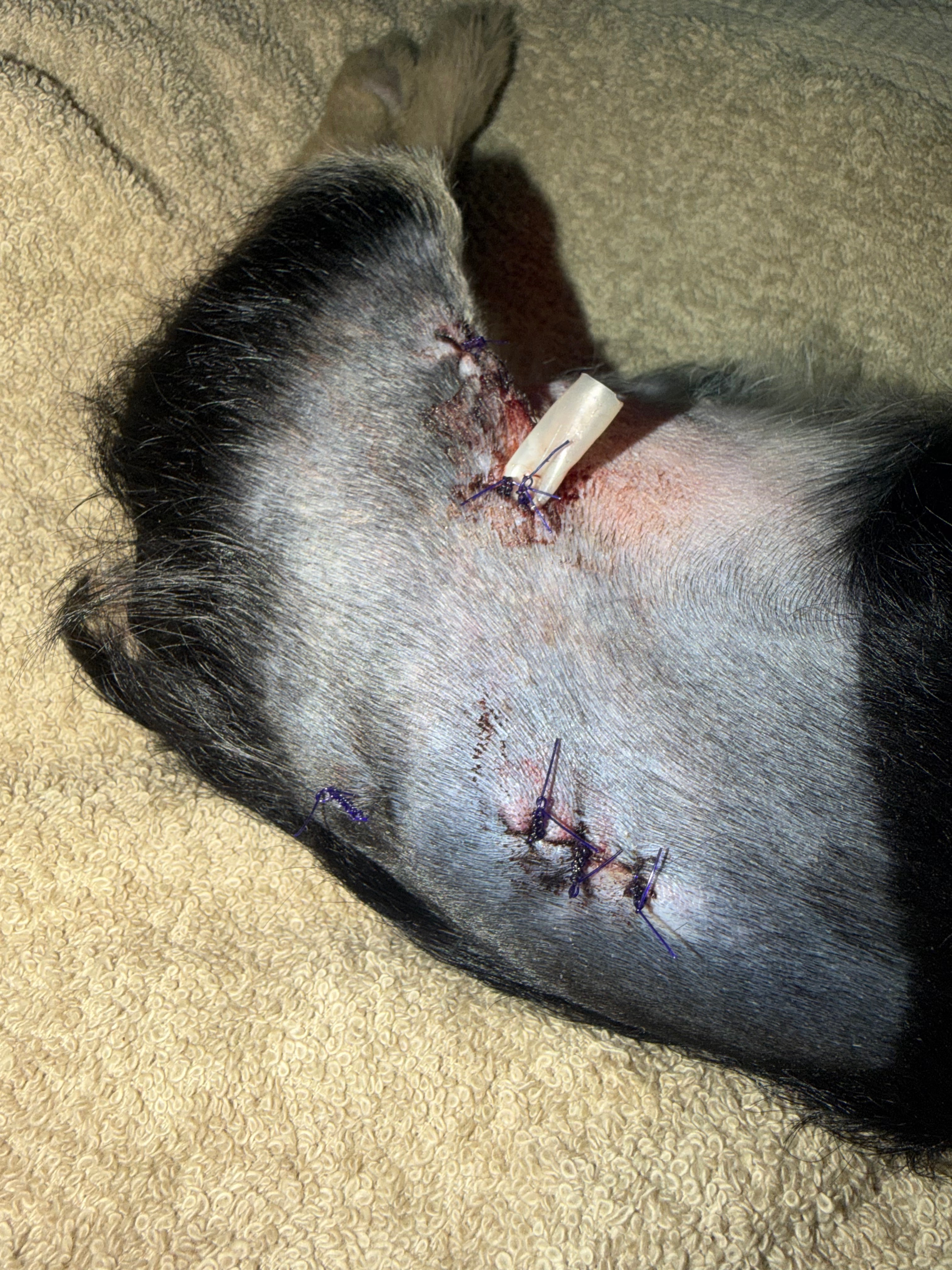 Help my Brother & our Yorkie recover after a pitbull attack campaign photo, 4 of 8