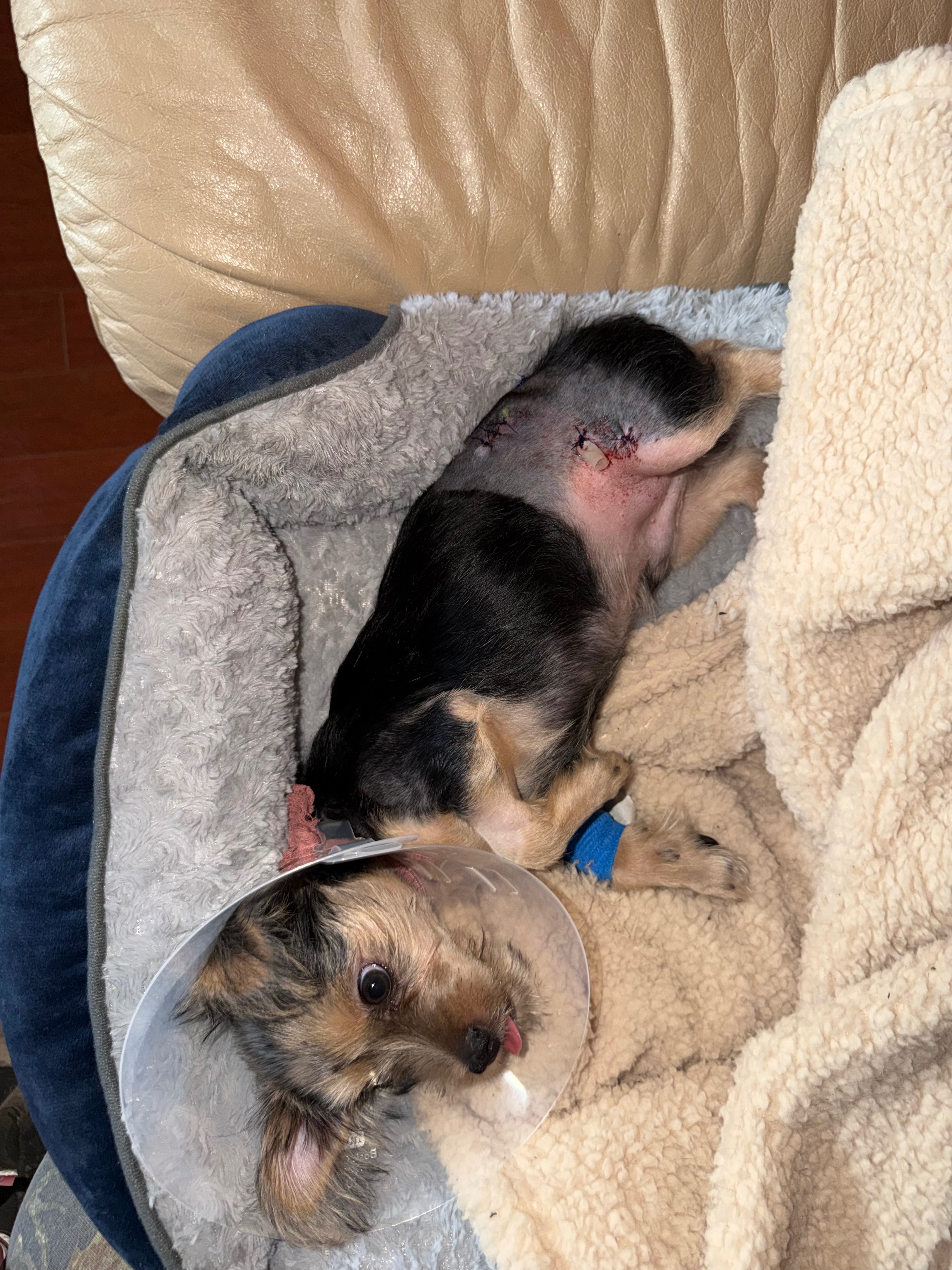 Help my Brother & our Yorkie recover after a pitbull attack campaign photo, 5 of 8