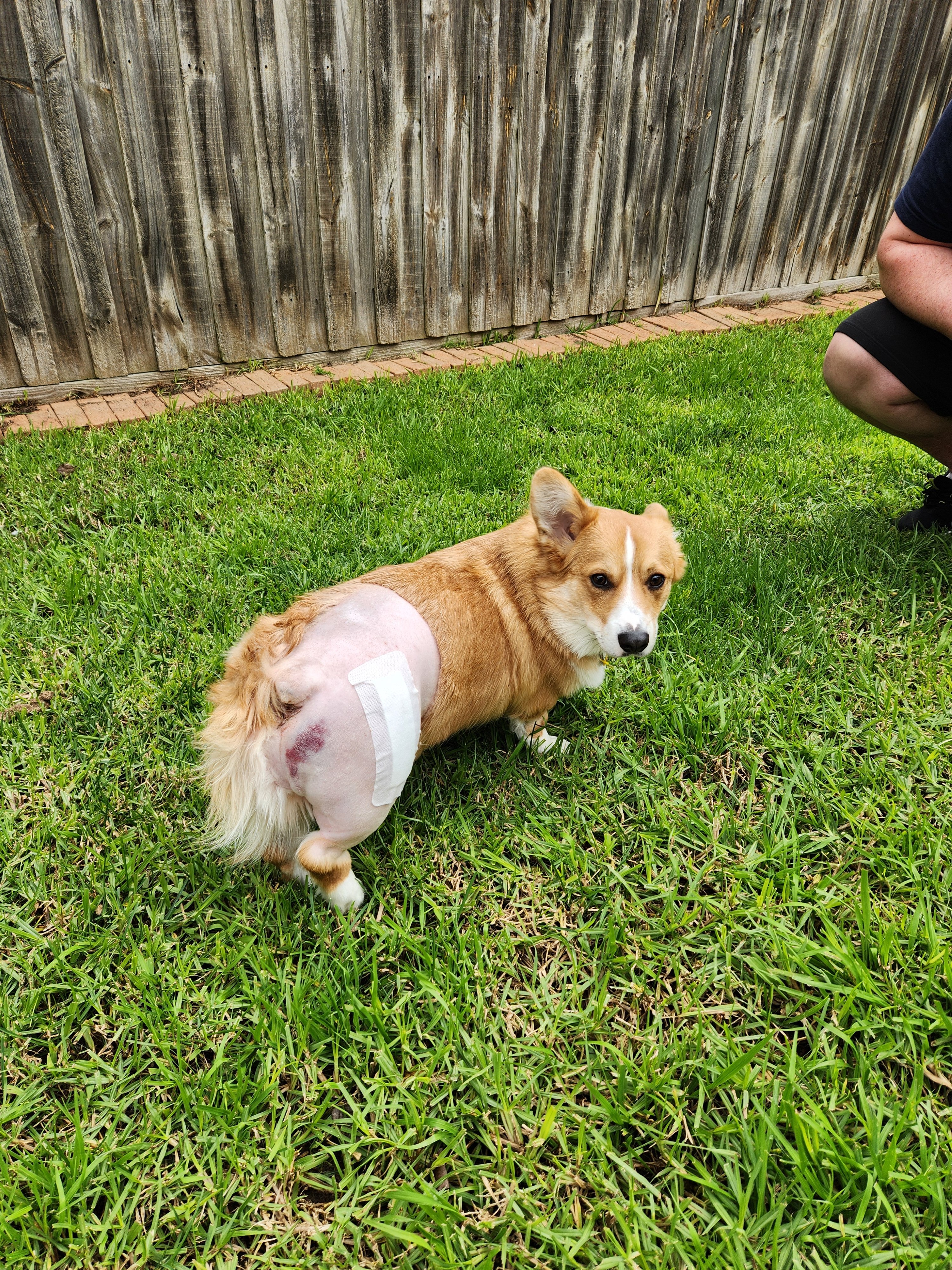 Help Lancelot recover from his hit-and-run injury campaign photo, 4 of 5