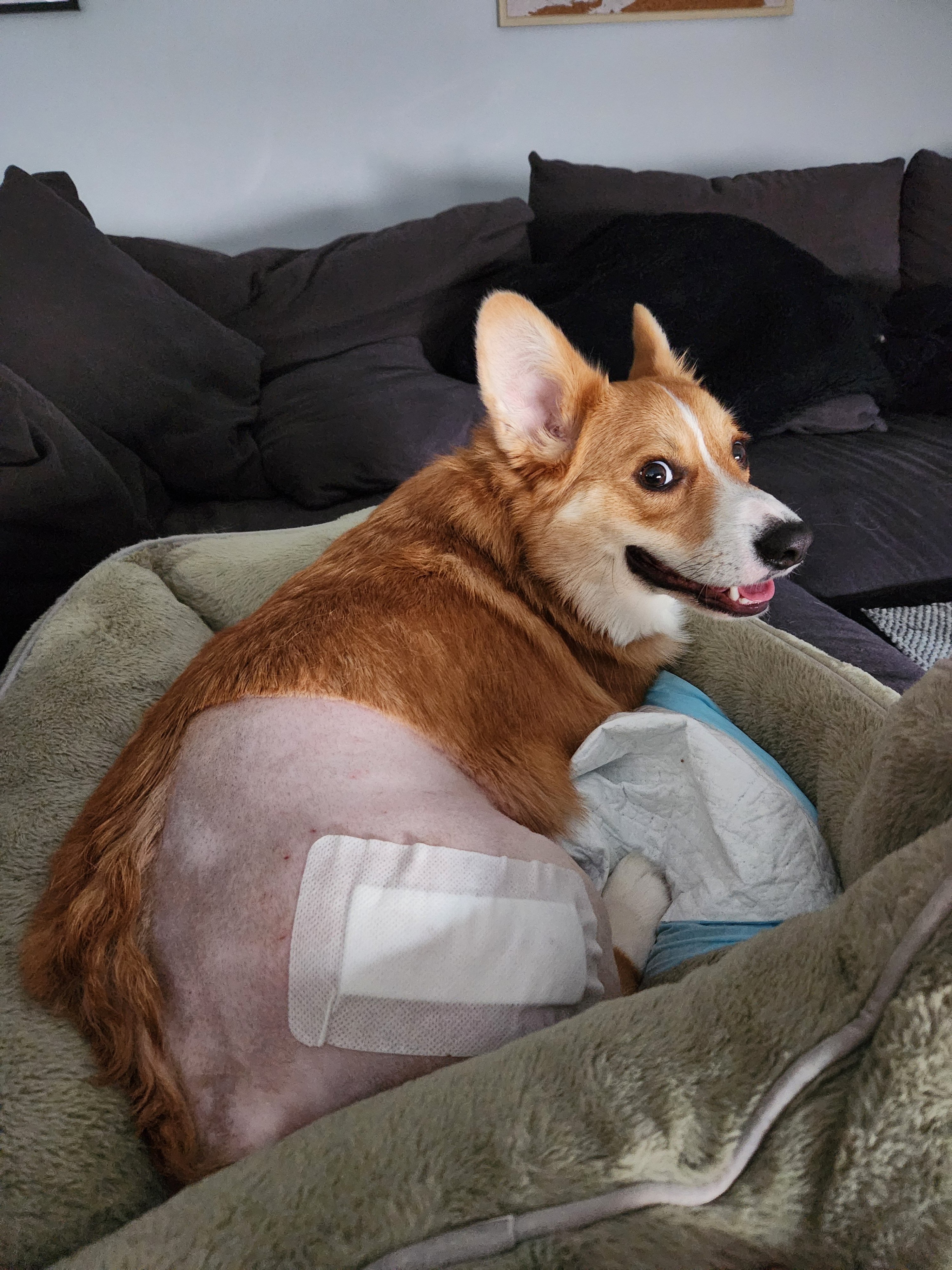 Help Lancelot recover from his hit-and-run injury campaign photo, 2 of 5