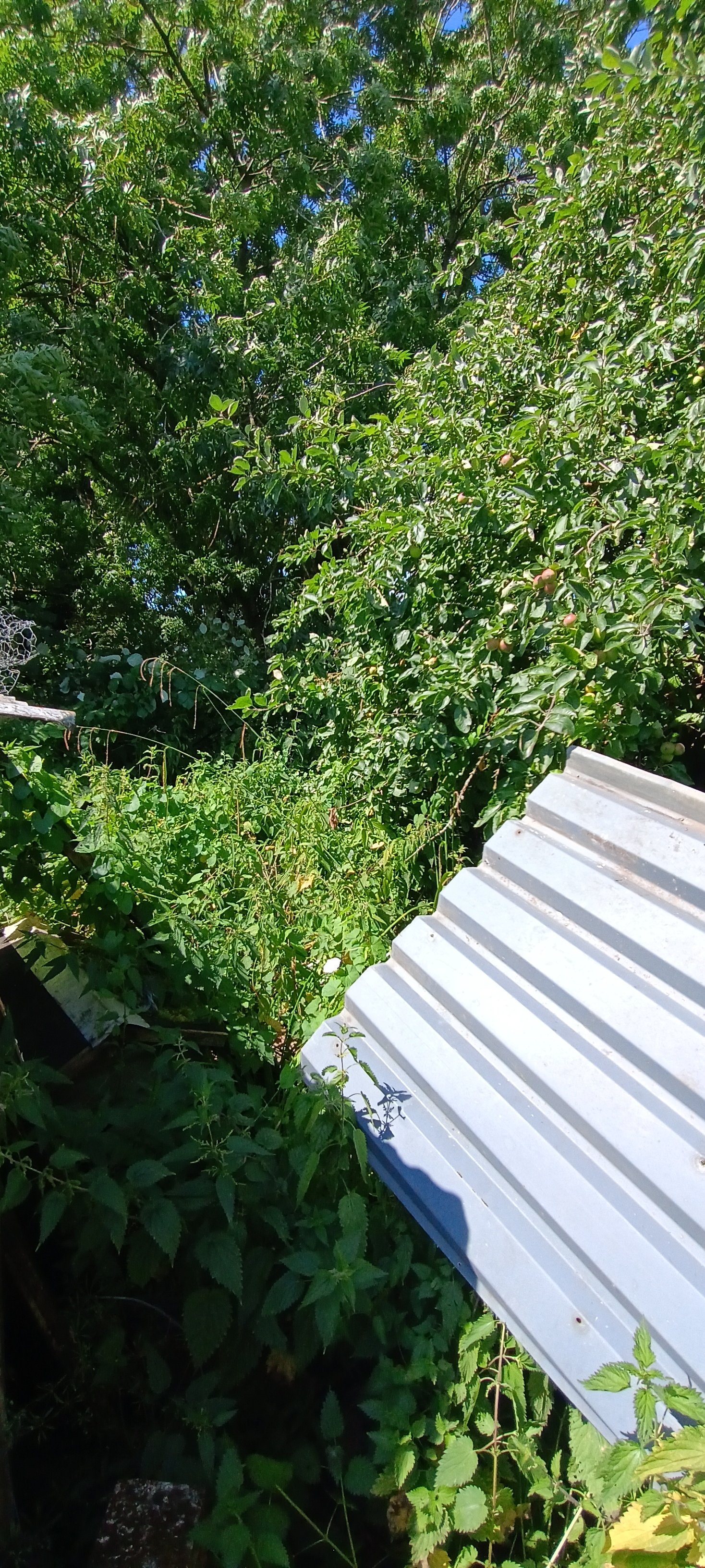 Help Us Transform Our Forgotten Allotment campaign photo, 5 of 6