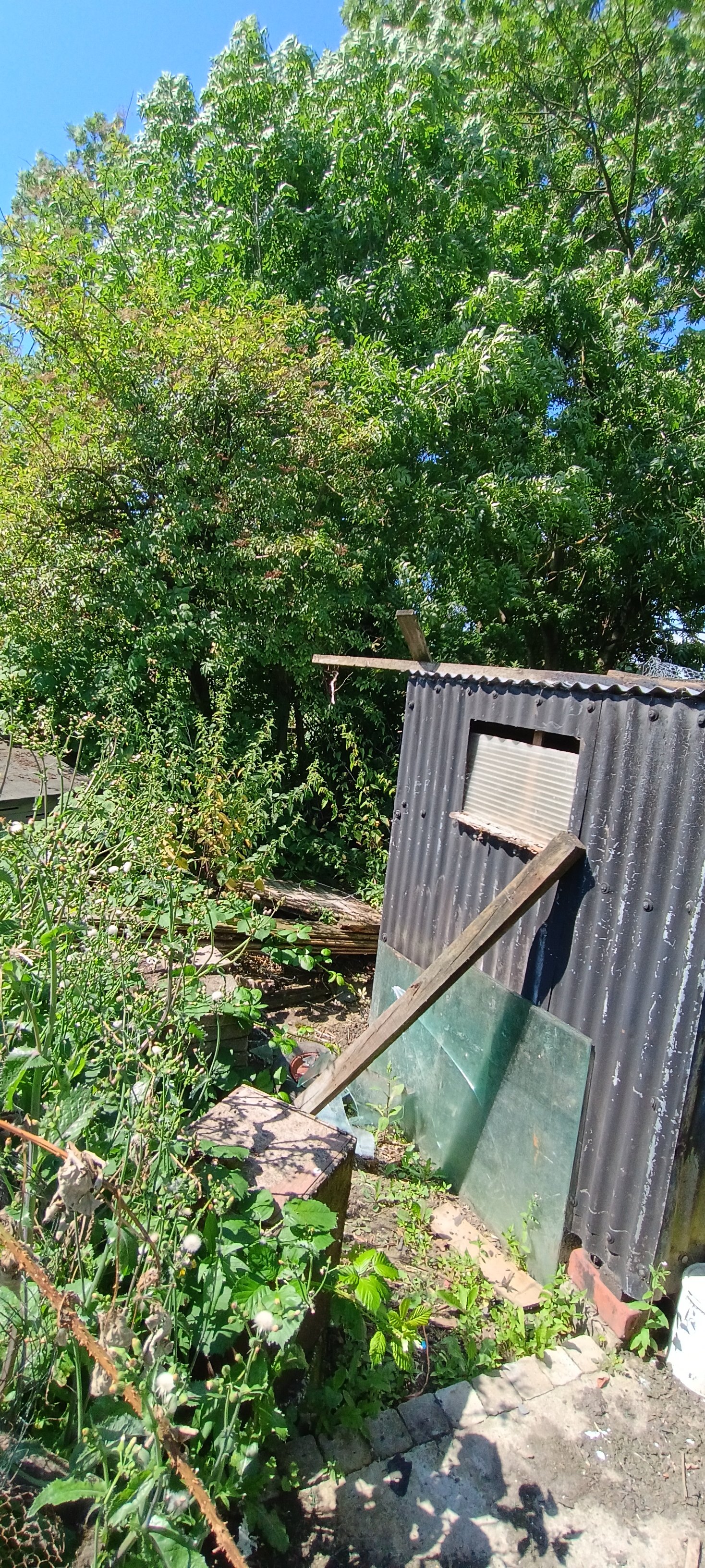Help Us Transform Our Forgotten Allotment campaign photo, 2 of 6