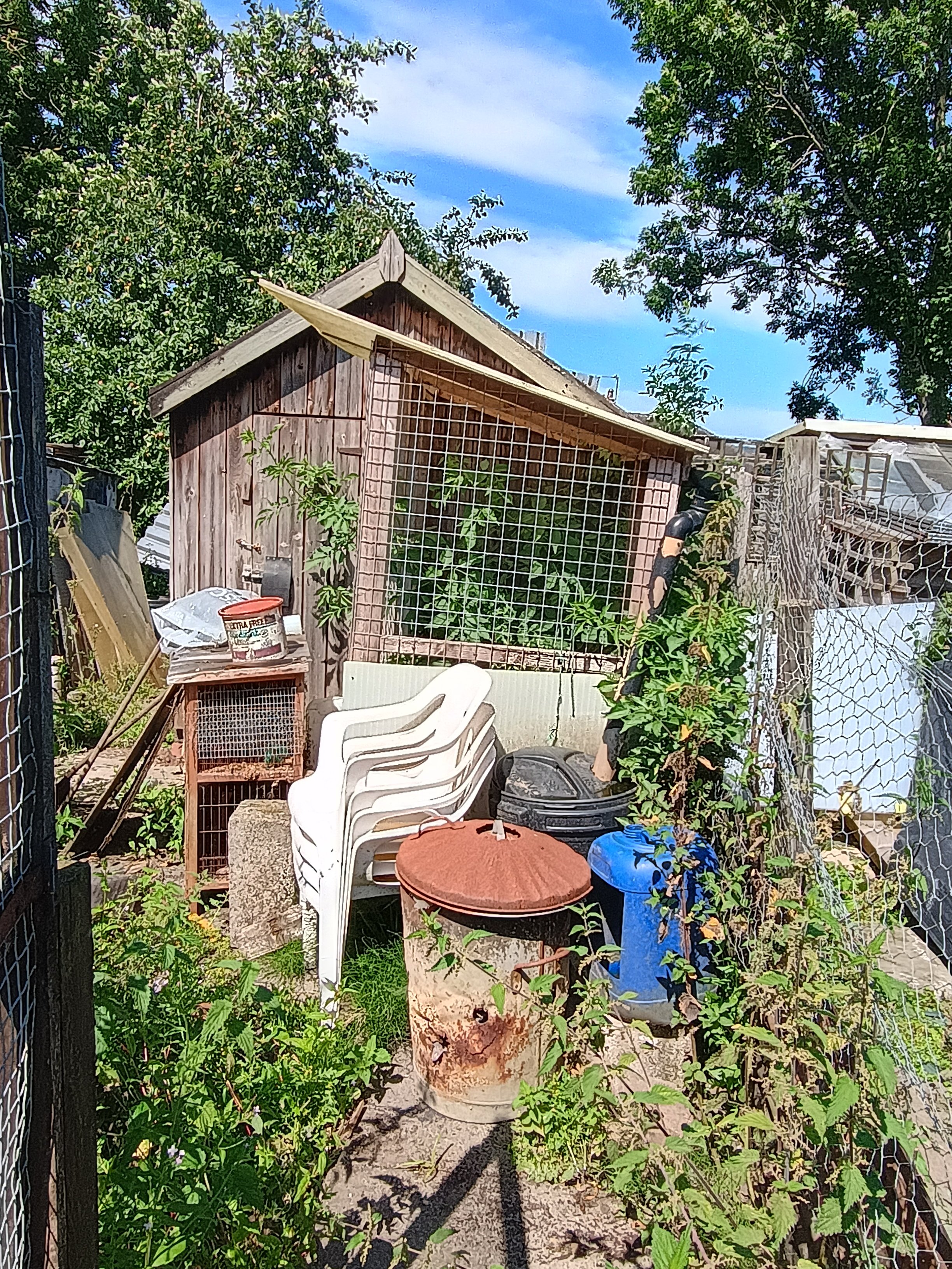 Help Us Transform Our Forgotten Allotment campaign photo, 4 of 6
