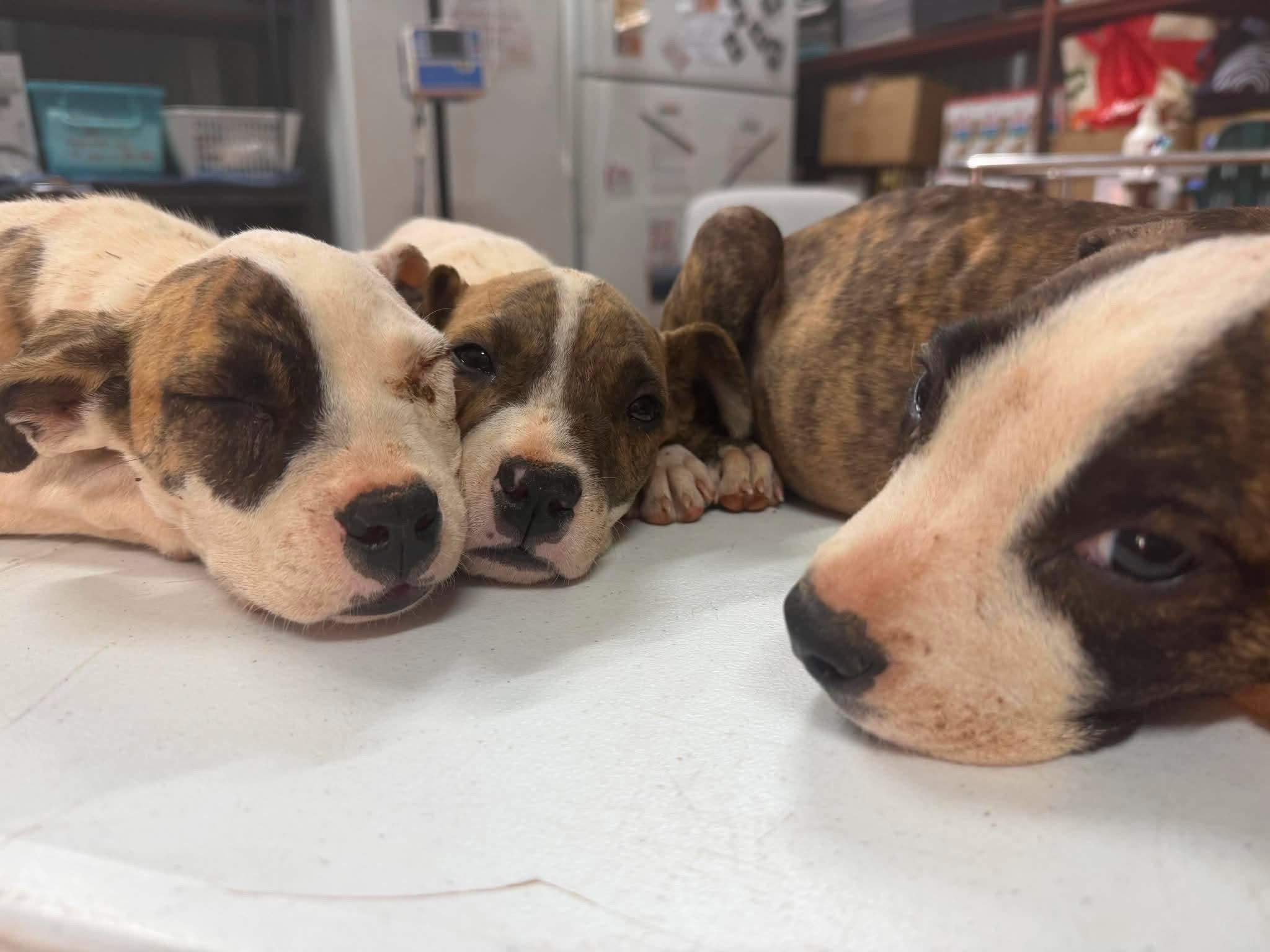 Help Save the Halls Creek Puppies campaign photo, 5 of 8