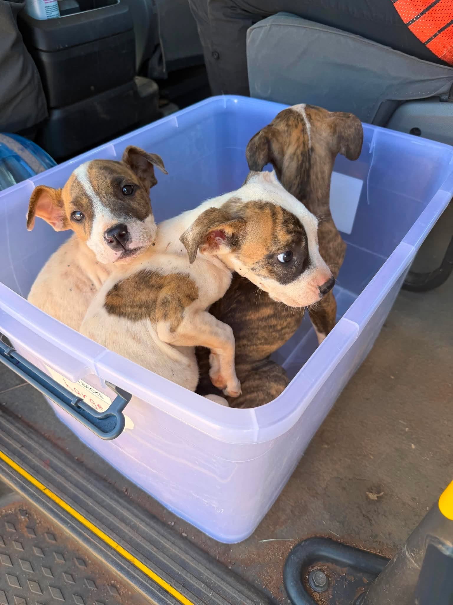 Help Save the Halls Creek Puppies campaign photo, 7 of 8