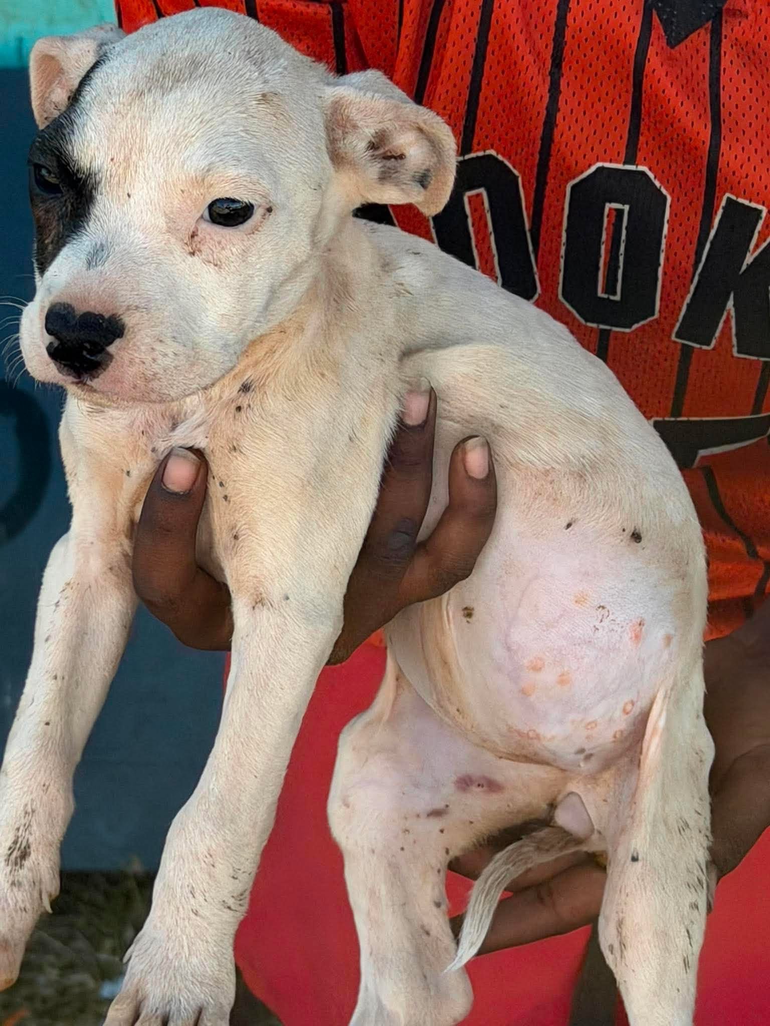 Help Save the Halls Creek Puppies campaign photo, 2 of 8