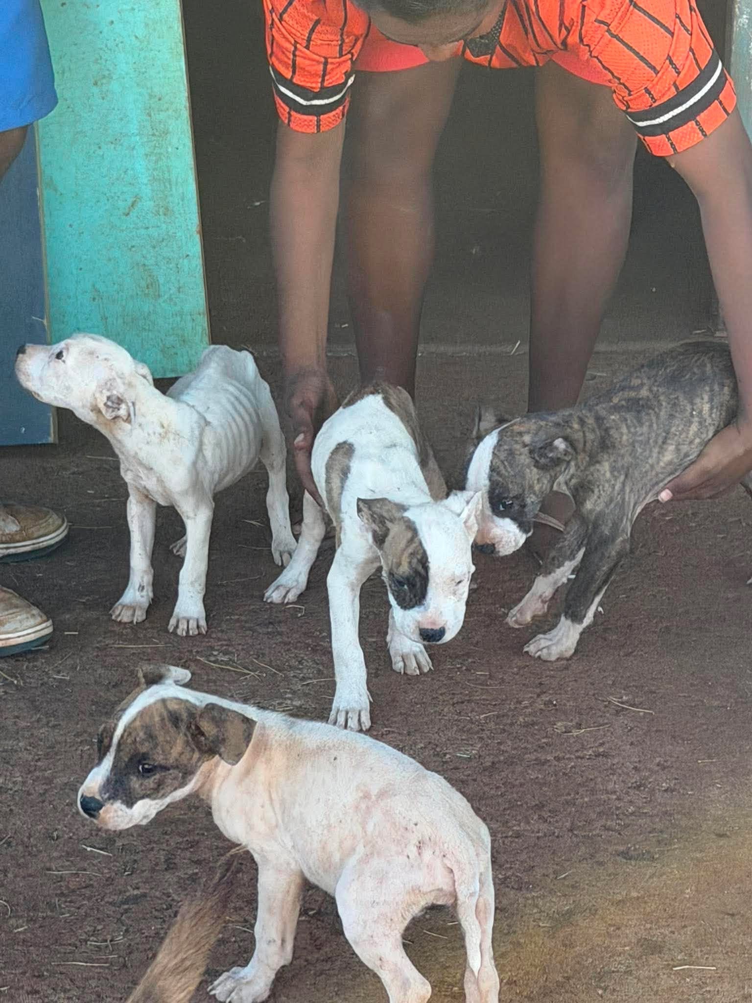 Help Save the Halls Creek Puppies campaign photo, 4 of 8