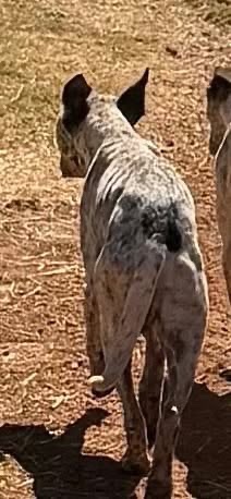 Help Save the Halls Creek Puppies campaign photo, 6 of 8