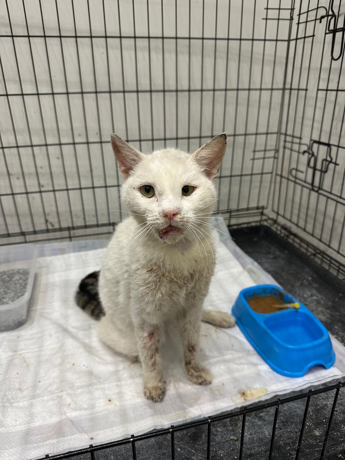 Help Sans Heal After Surviving Severe Abuse campaign photo, 2 of 8