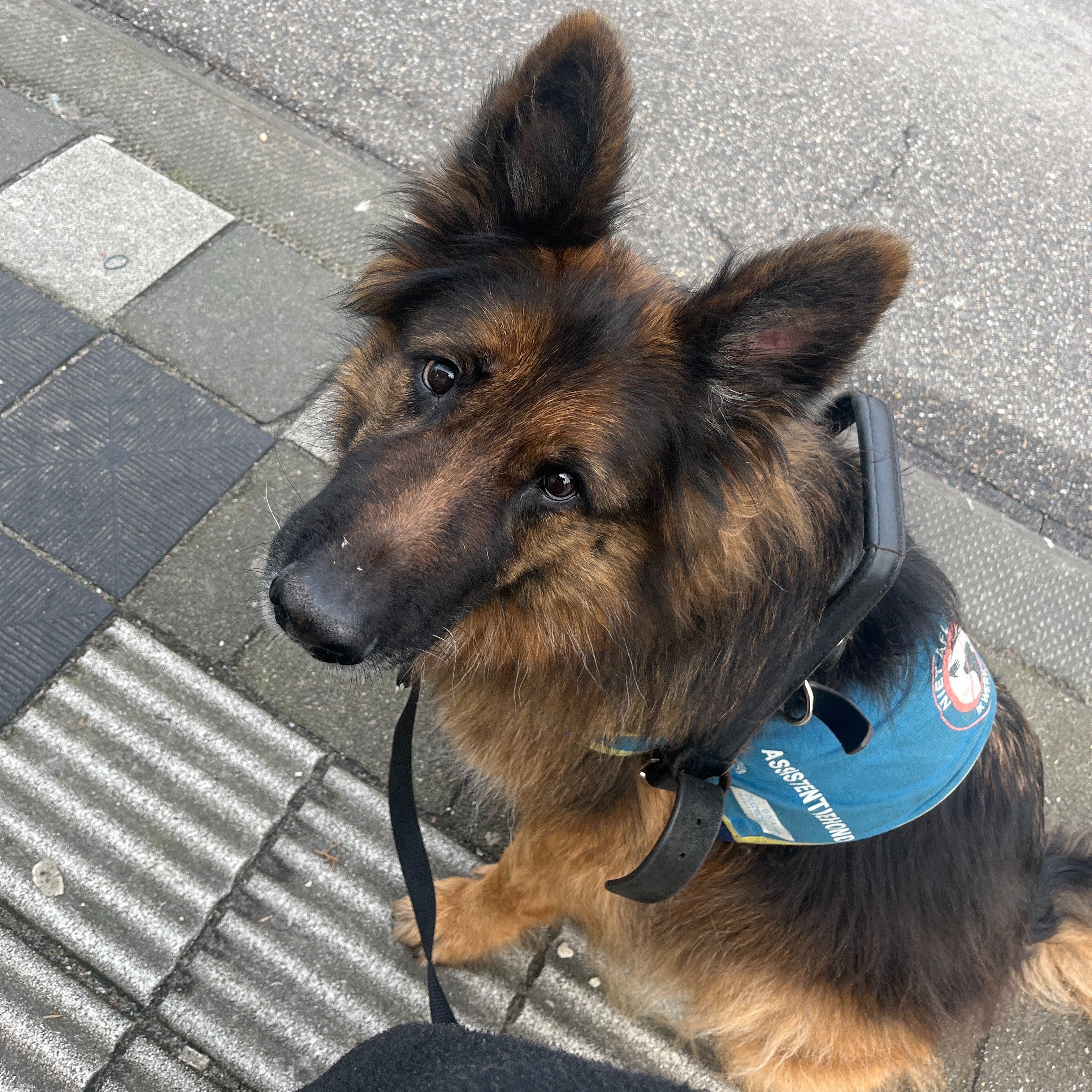 Samen op weg naar een nieuwe assistentiehond campaign photo, 7 of 8