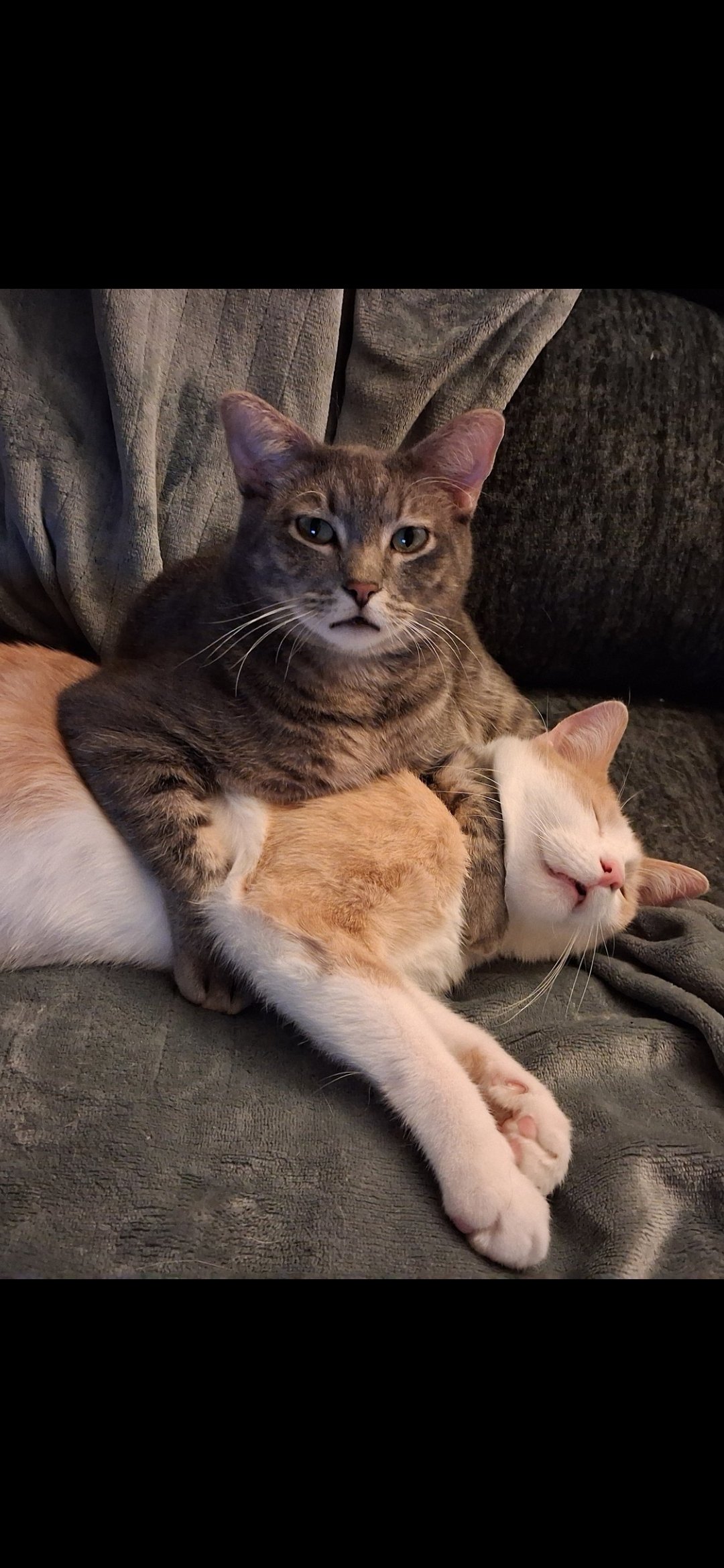 Help Andrew and His Cats Stay Afloat campaign photo, 7 of 8