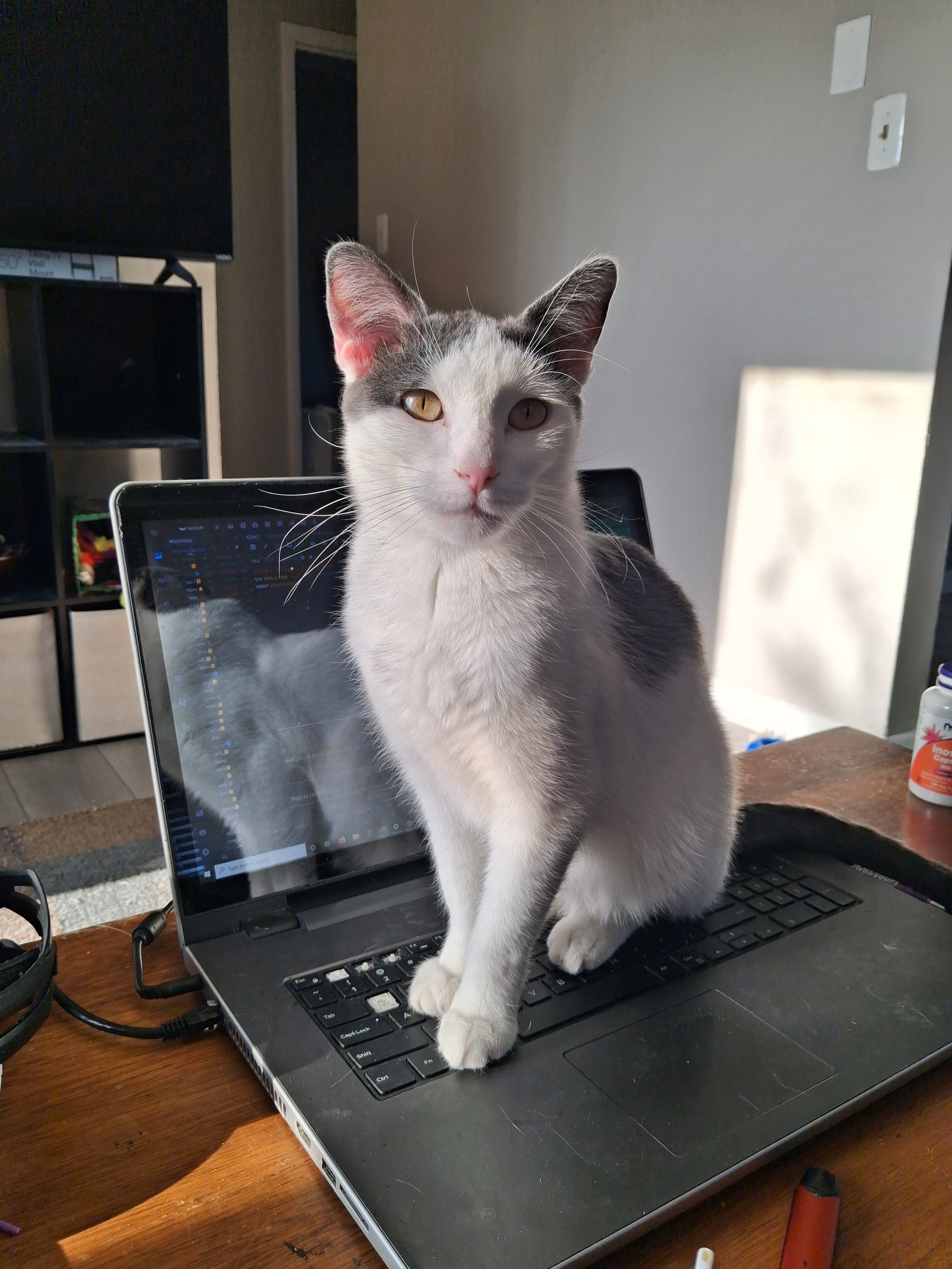 Help Andrew and His Cats Stay Afloat campaign photo, 2 of 8