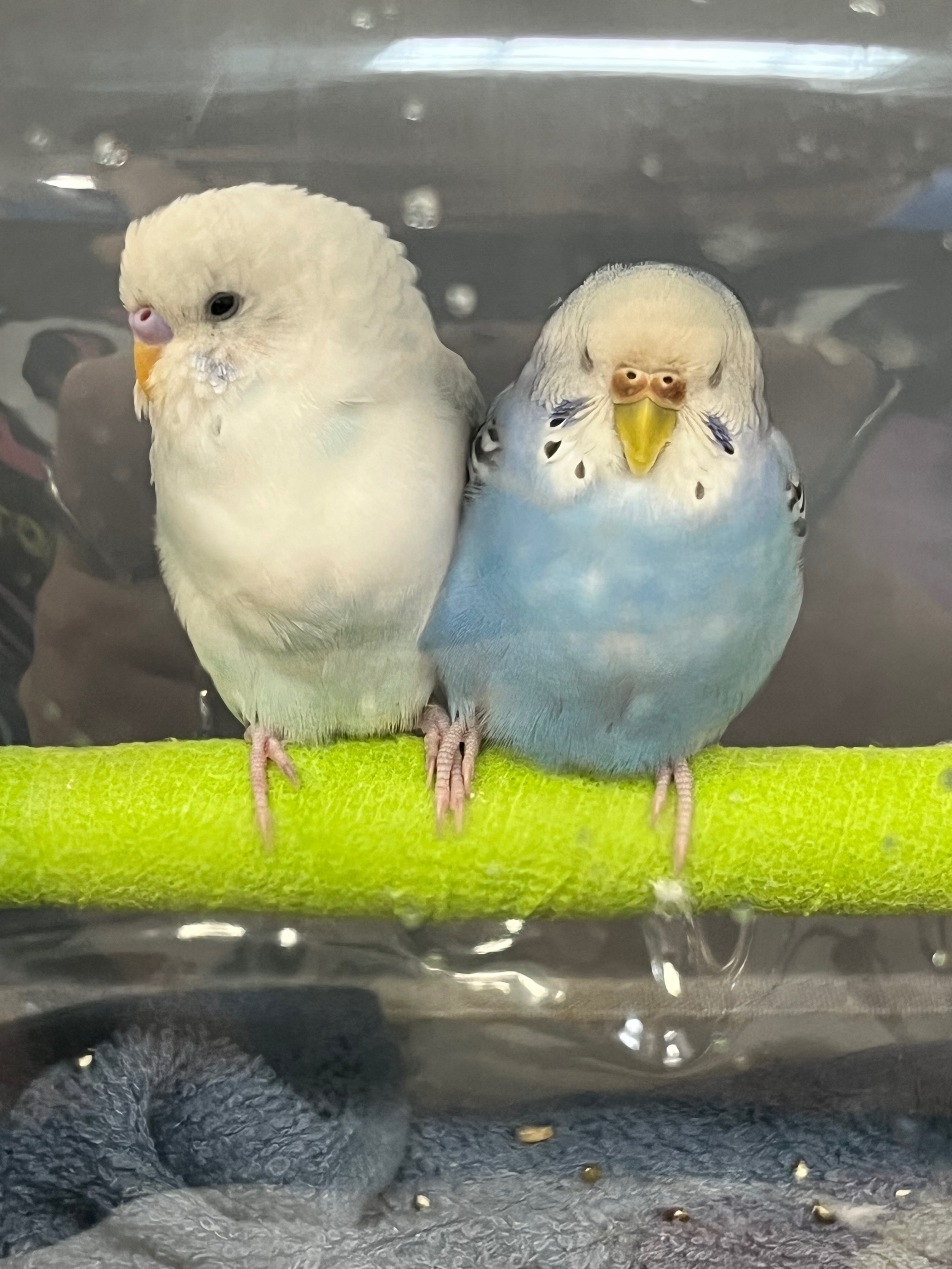 Help Emily Rescue Parrots in Need campaign photo, 6 of 7