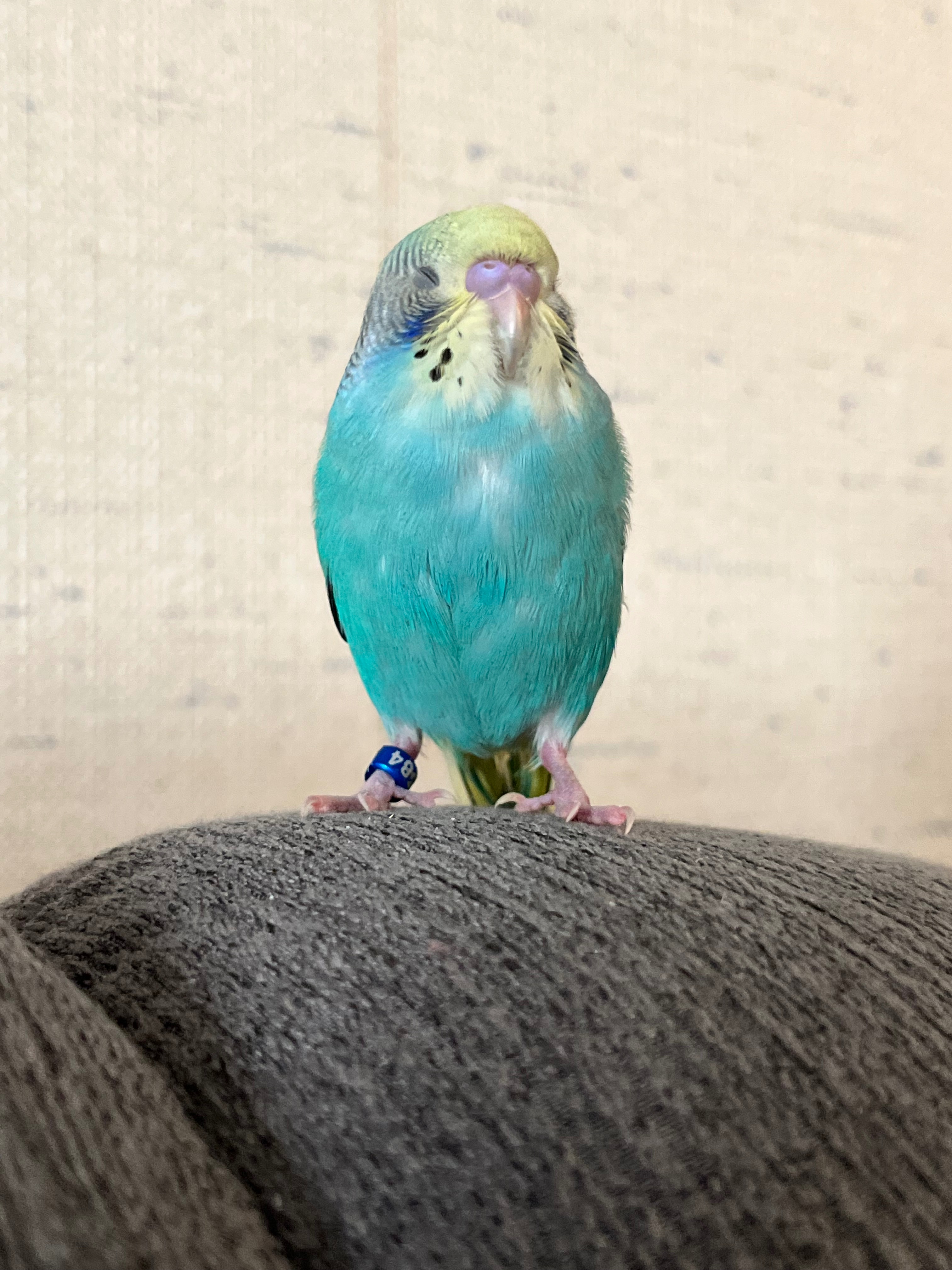 Help Emily Rescue Parrots in Need campaign photo, 2 of 7
